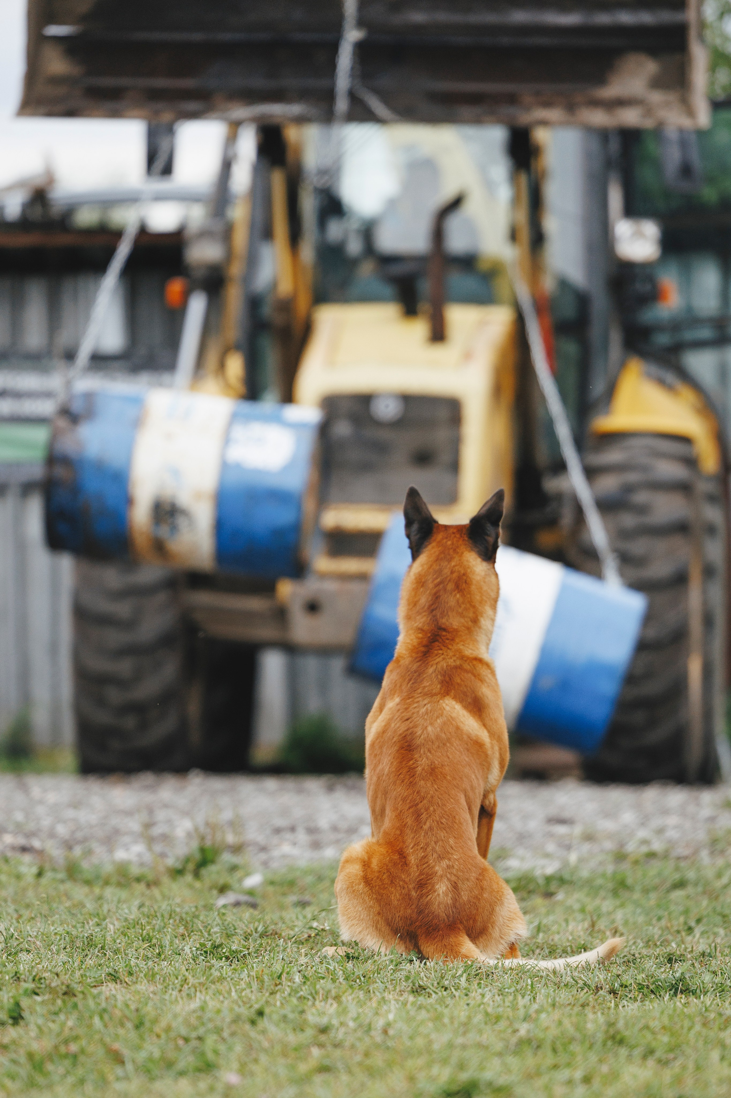 08.08.25-10.08.25 ЧР по мондьорингу г. Вологда. Фотограф-анималист Анна Маринич