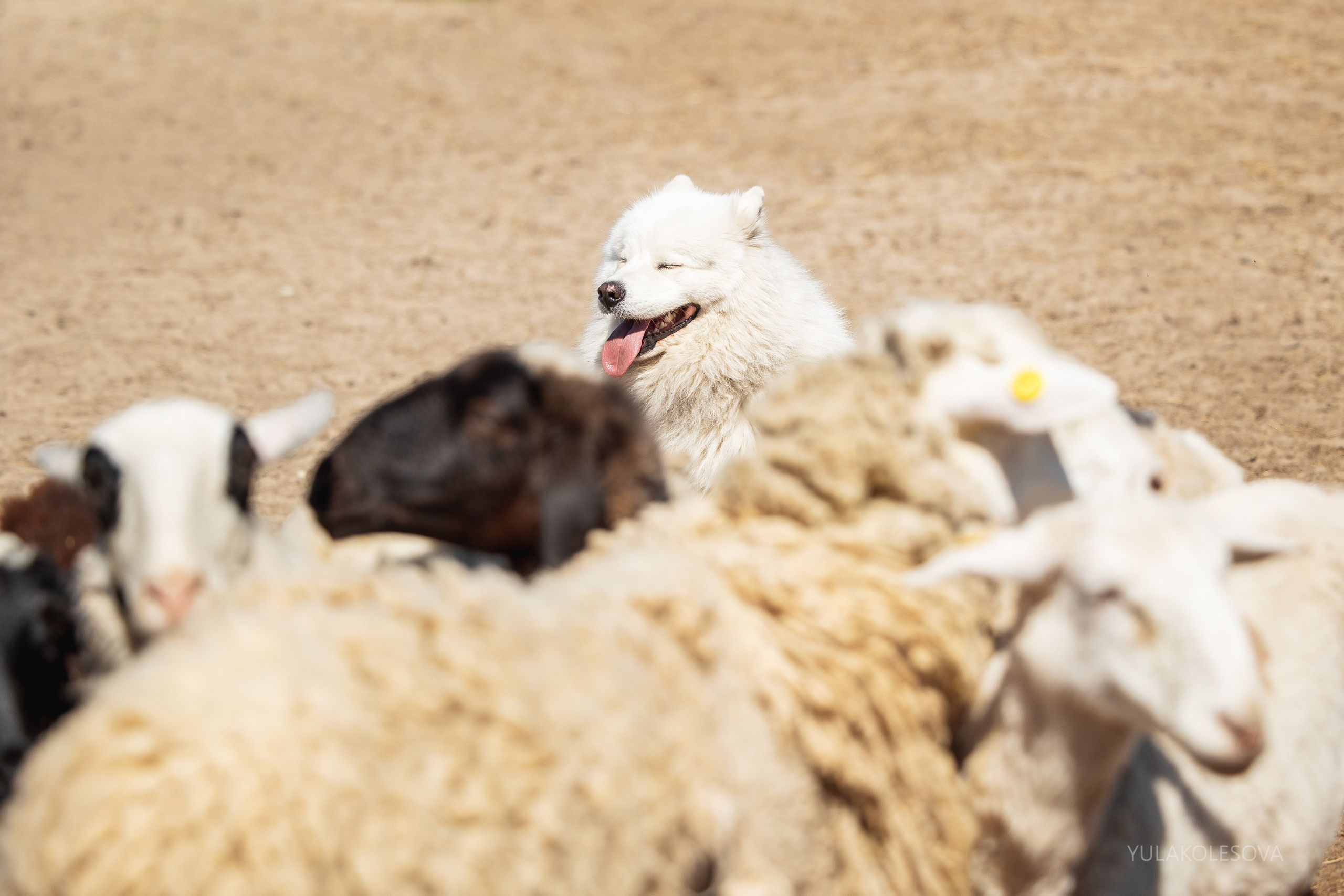 День самоедов 25.05.2024. YULA KOLESOVA | Фотограф — Анималист | Художник | Тюмень