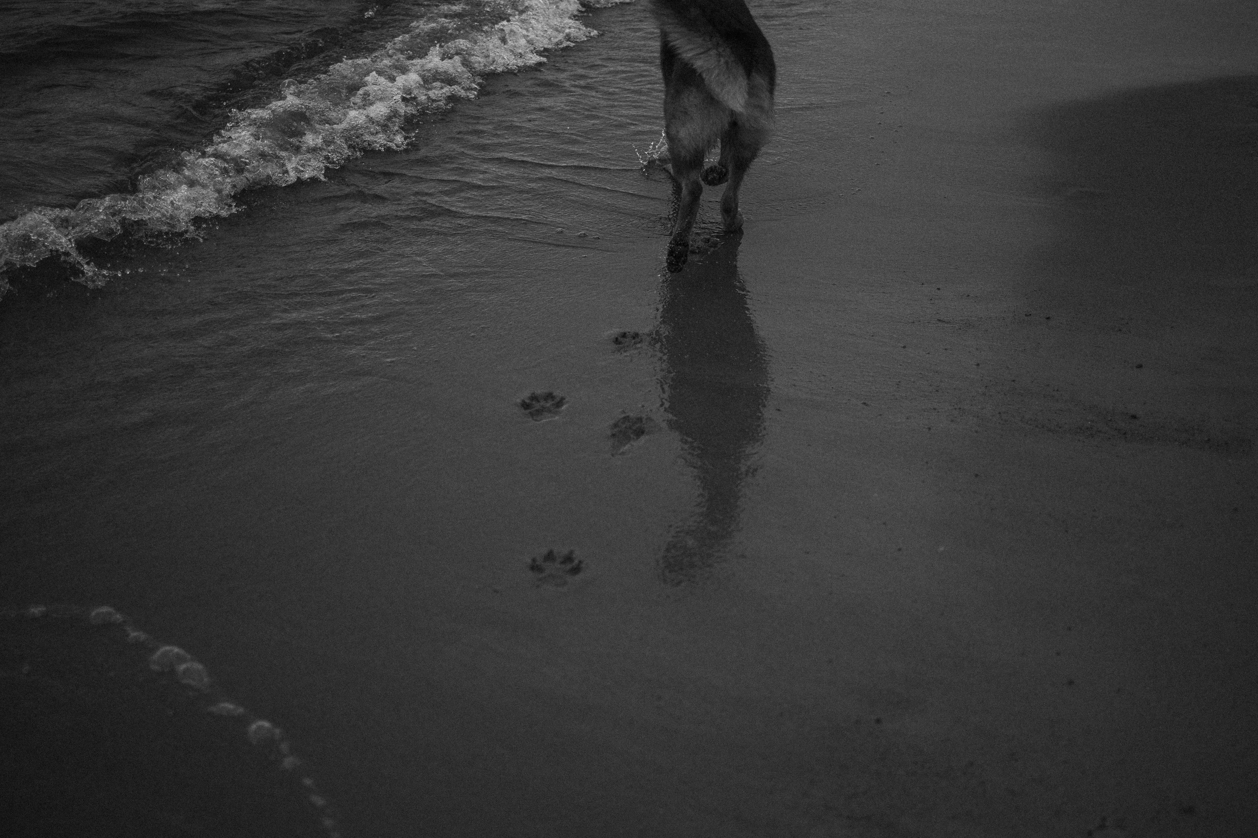 Катя и Агат. Фотограф — Анималист | Санкт-Петербург