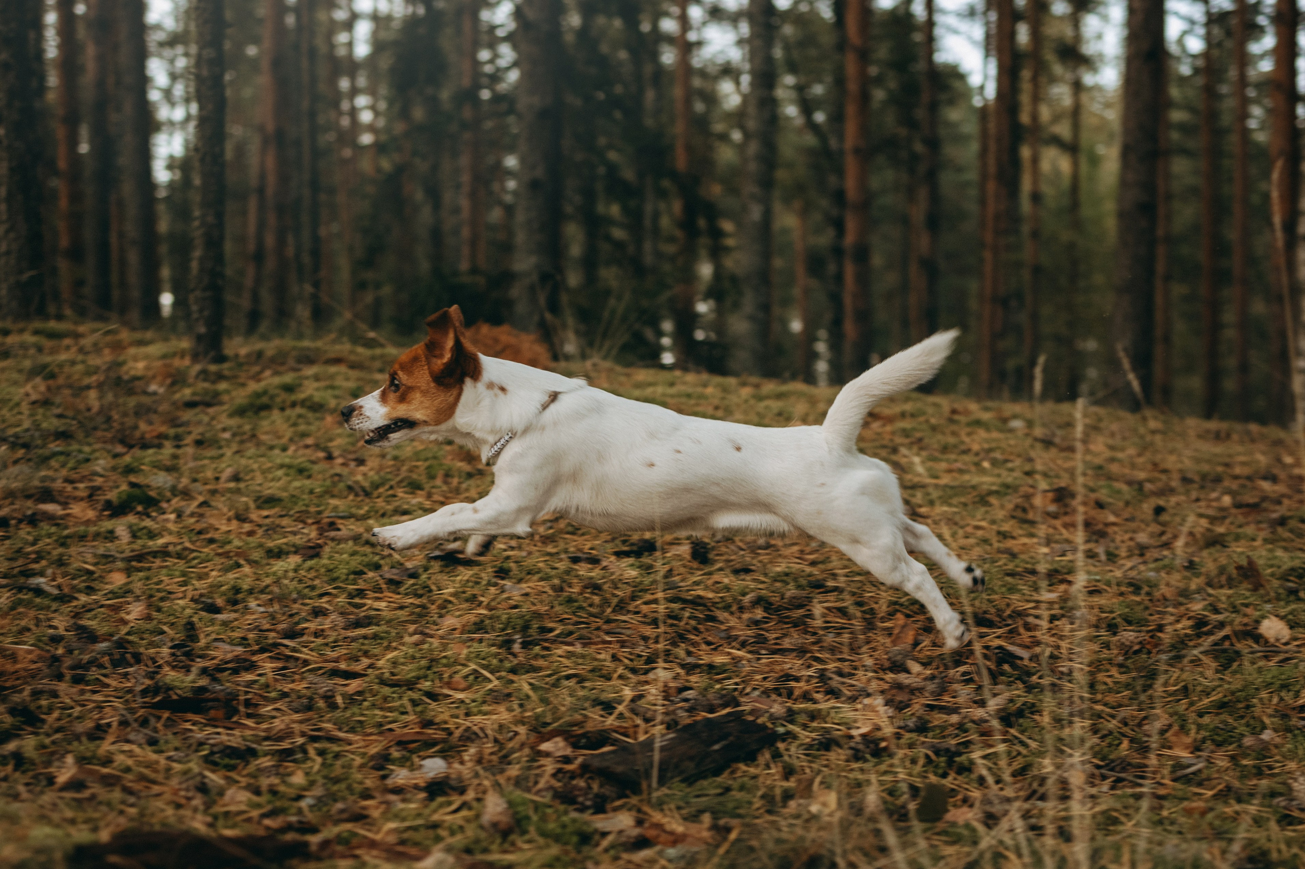 Лея и ее семья. Фотограф — Анималист | Санкт-Петербург