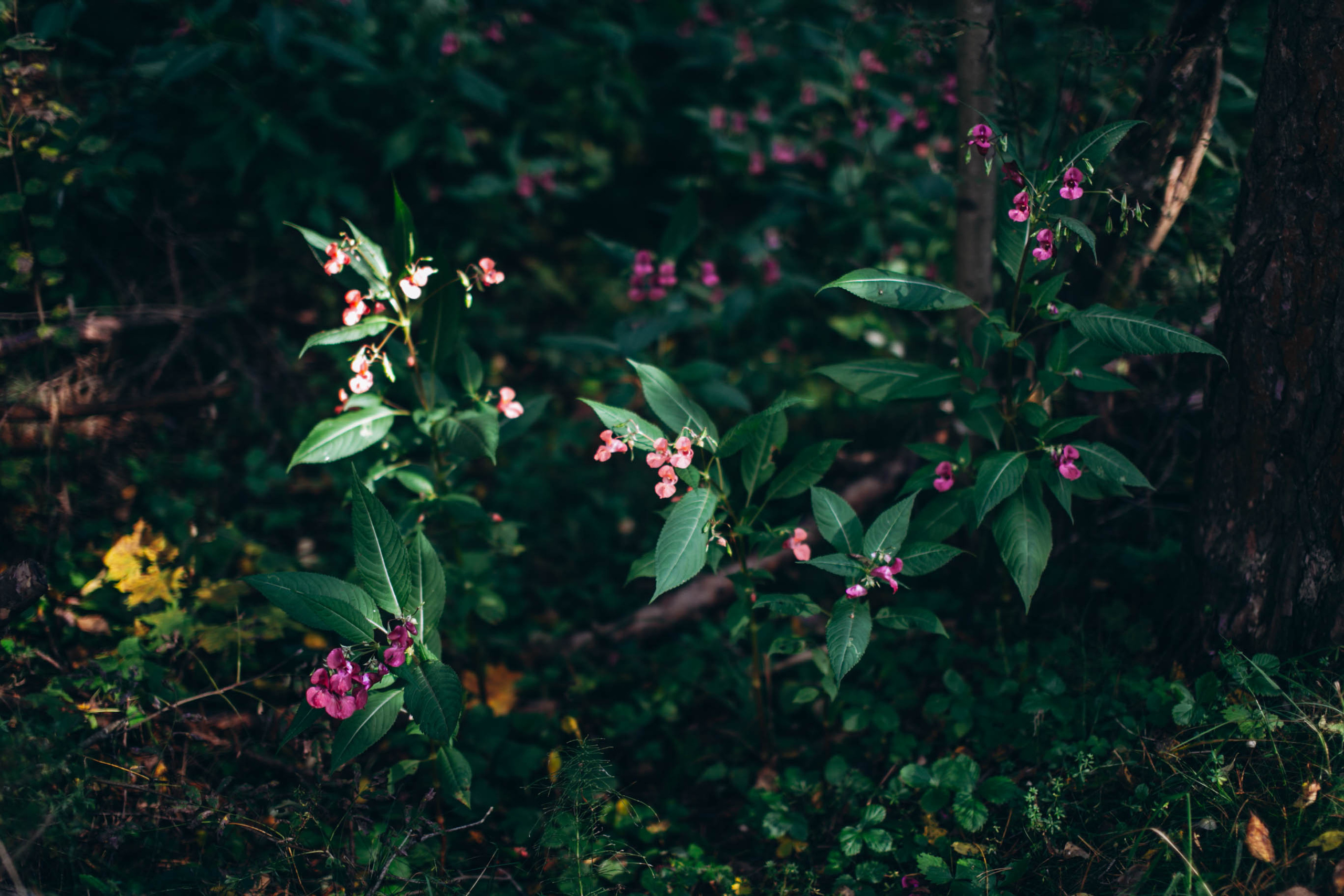 Настроение осень. Главная