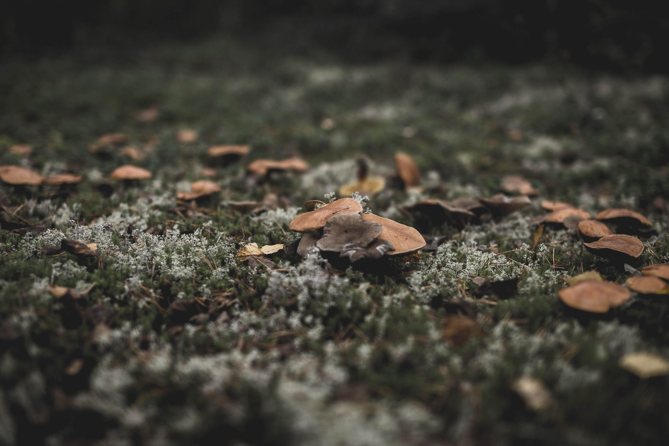 Настроение осень. Главная