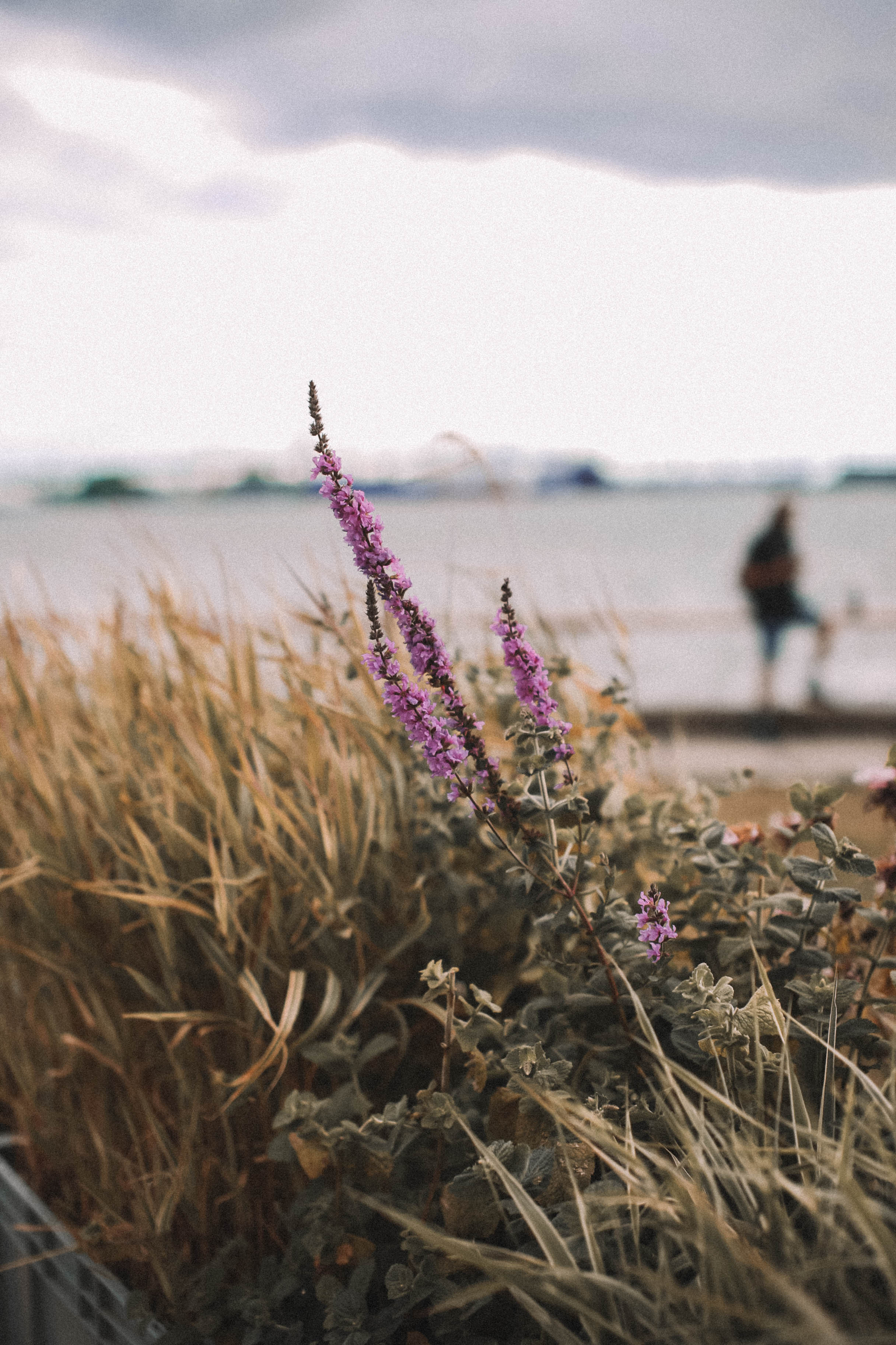 Барахолка по питерски. Главная