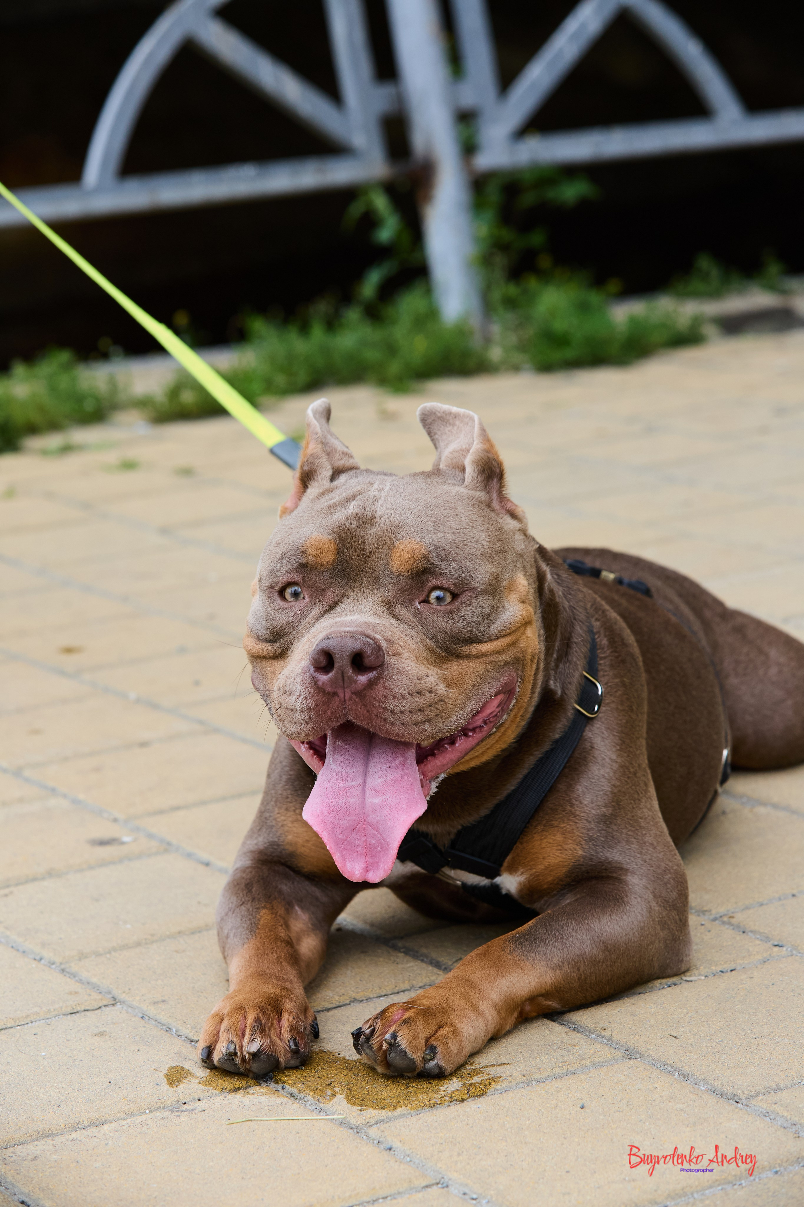 Проект фотопрогулка с хвостиком. Buyvolenko Andrey