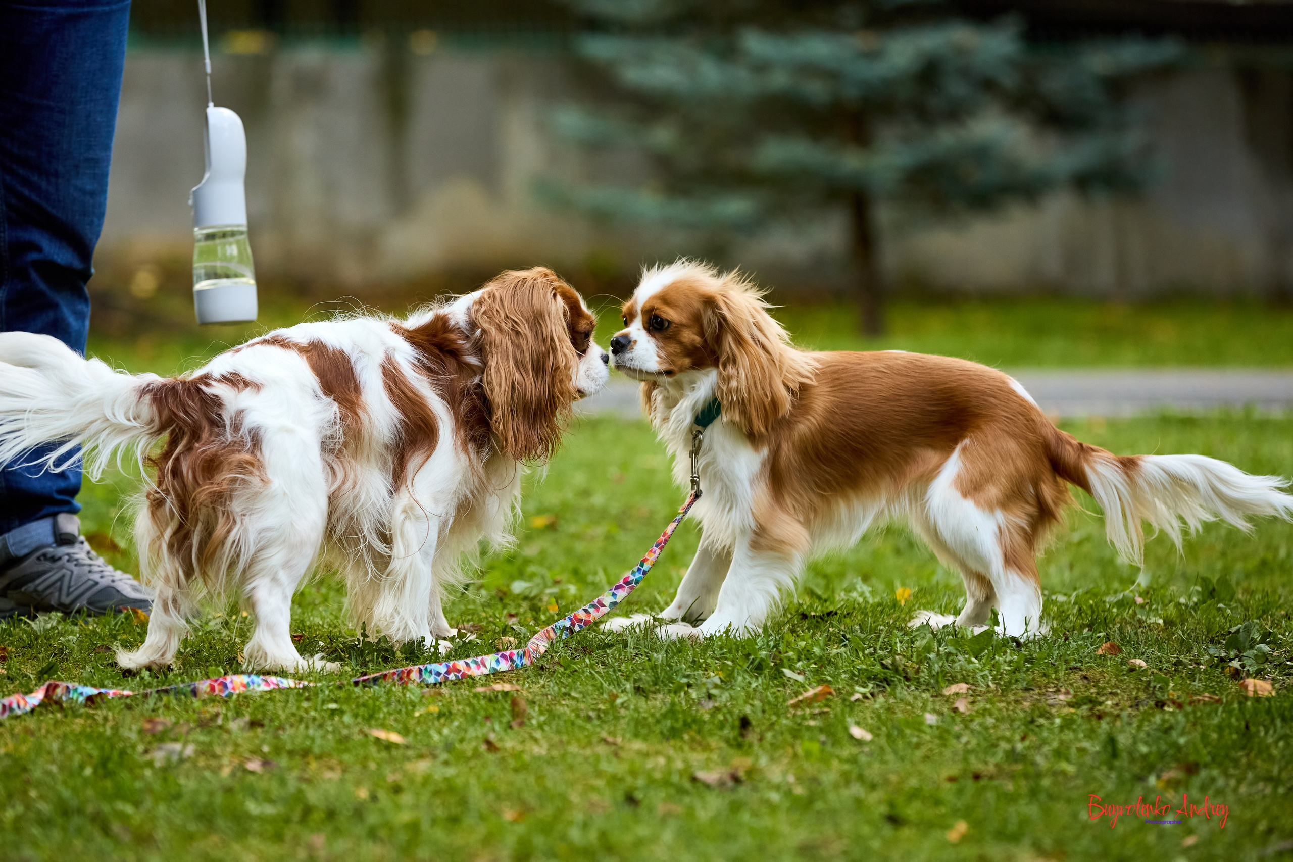 Фотопрогулка с кавалерами. Buyvolenko Andrey