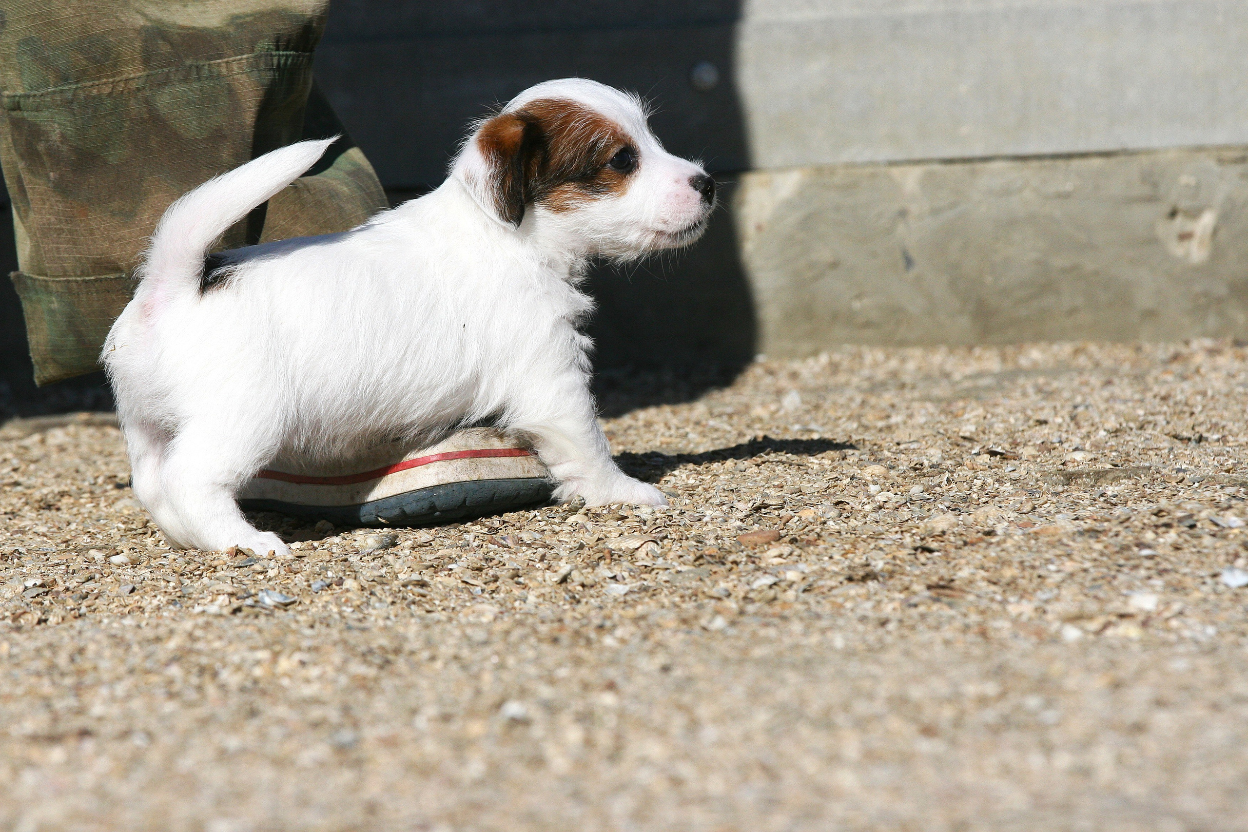Female 1 brocken not available at this moment. Lovely-Orange питомник джек рассел терьеров