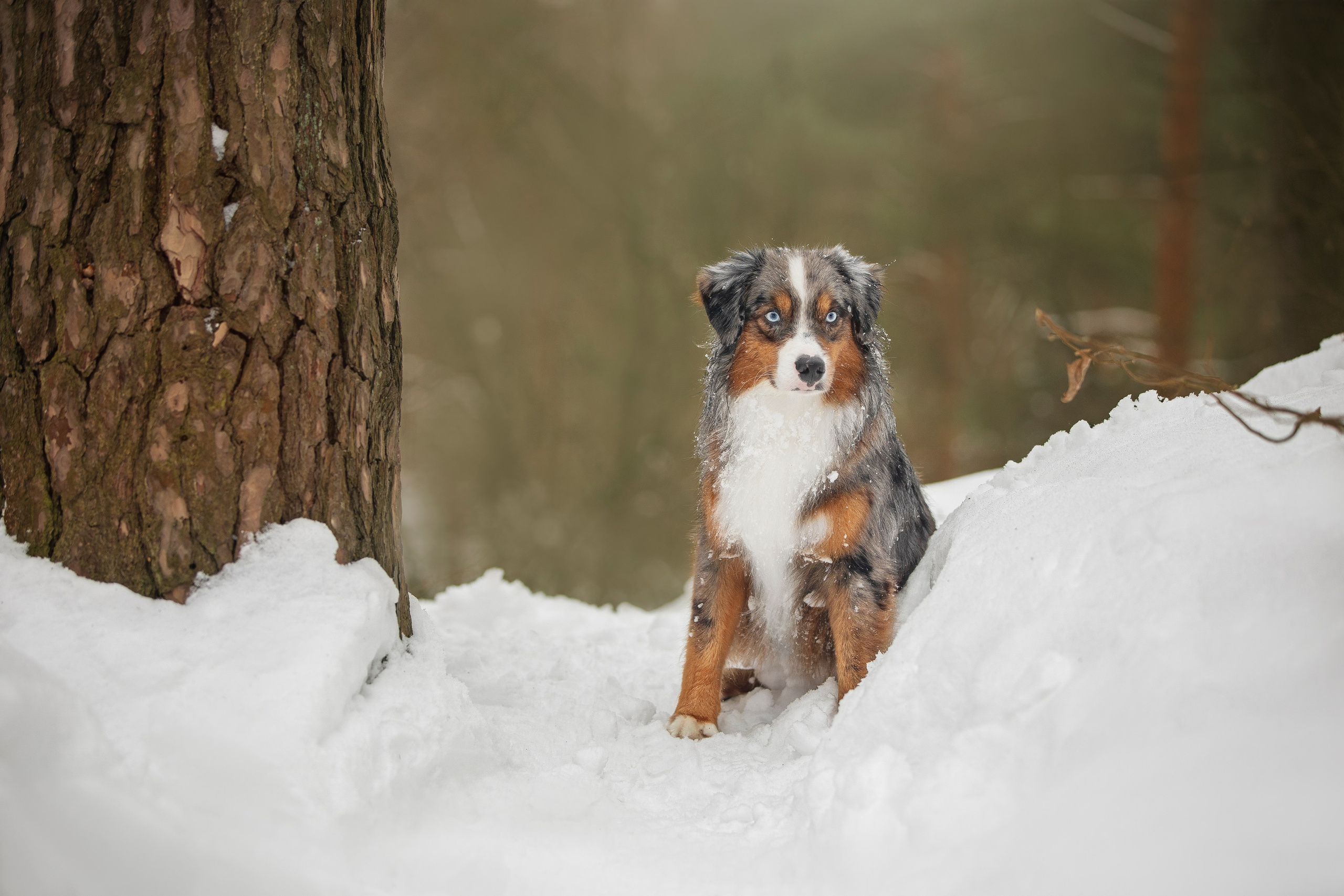 Дария, Макс, Сезам и Чили. Фотограф анималист в Москве Майорова Евгения