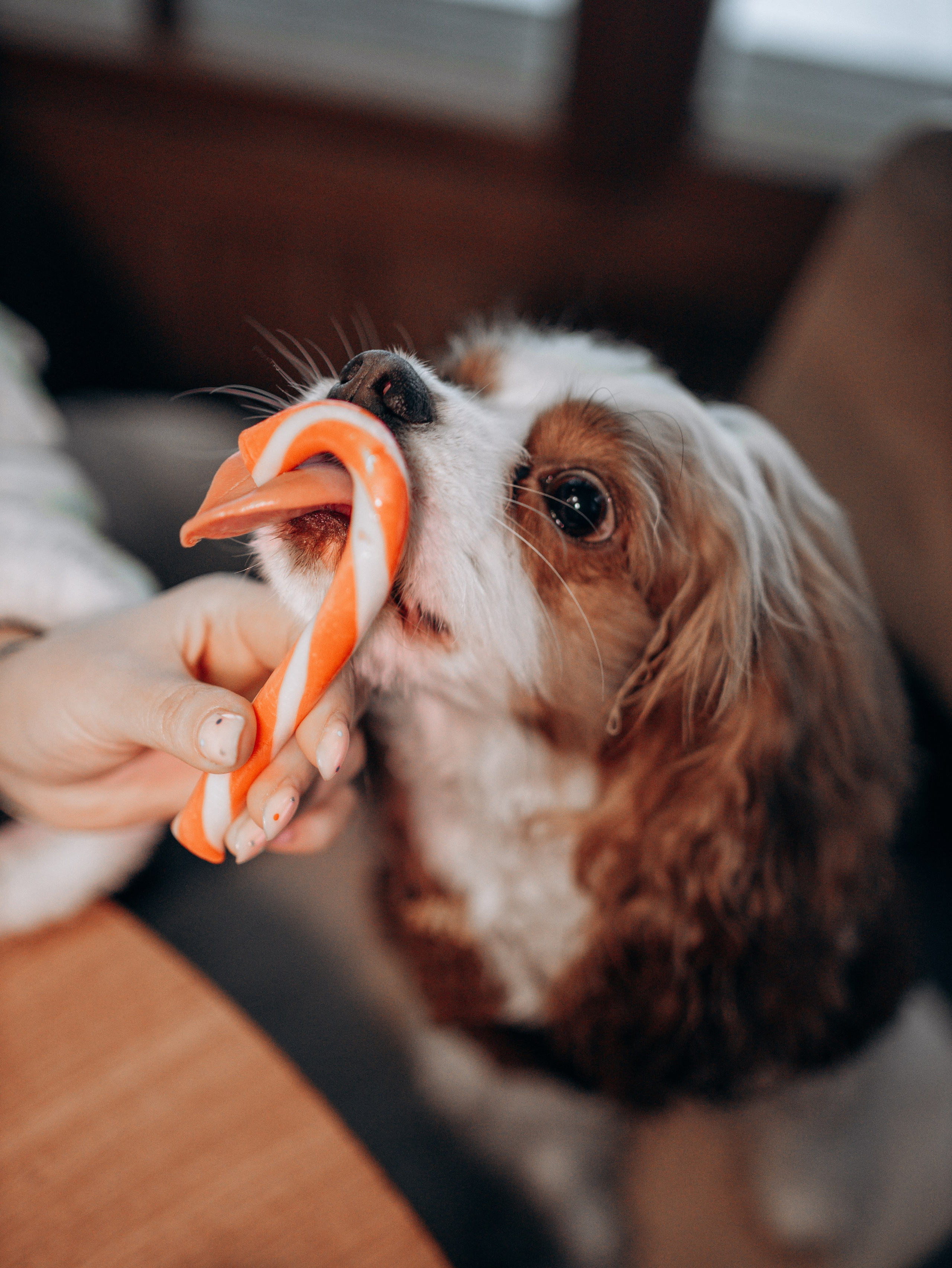 Дарси и Маша. Фотограф-анималист в Москве Кириллова Татьяна