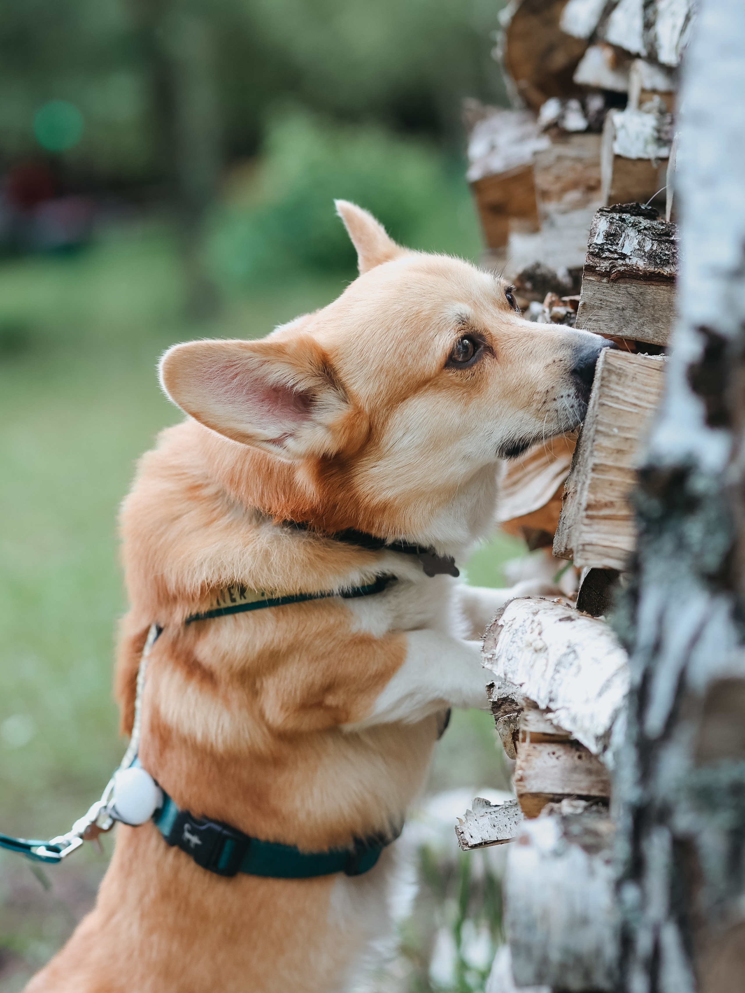 Лагерь ноузворк. Фотограф-анималист в Москве Кириллова Татьяна