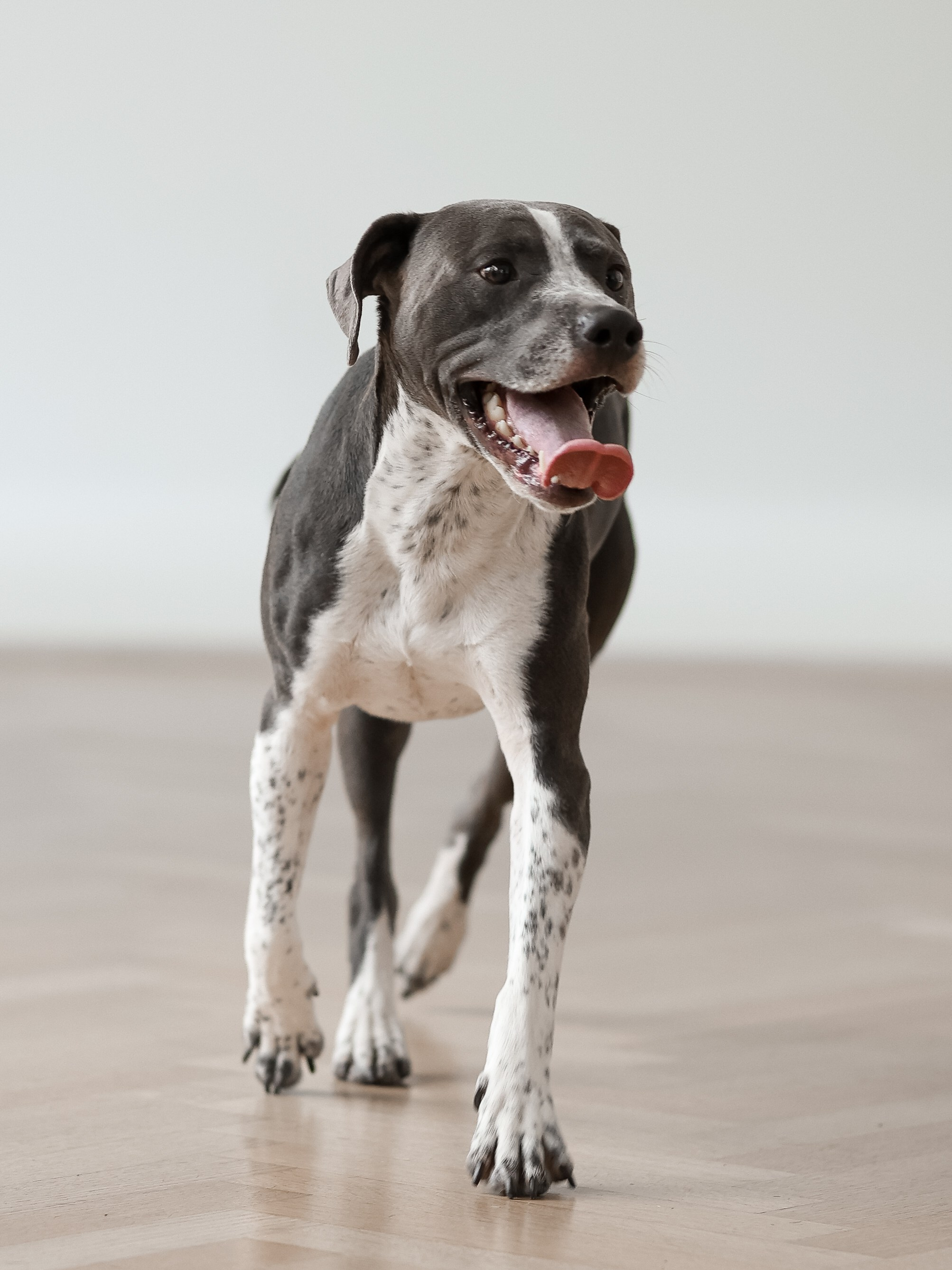 Тортик Даша и Никита. Фотограф-анималист в Москве Кириллова Татьяна