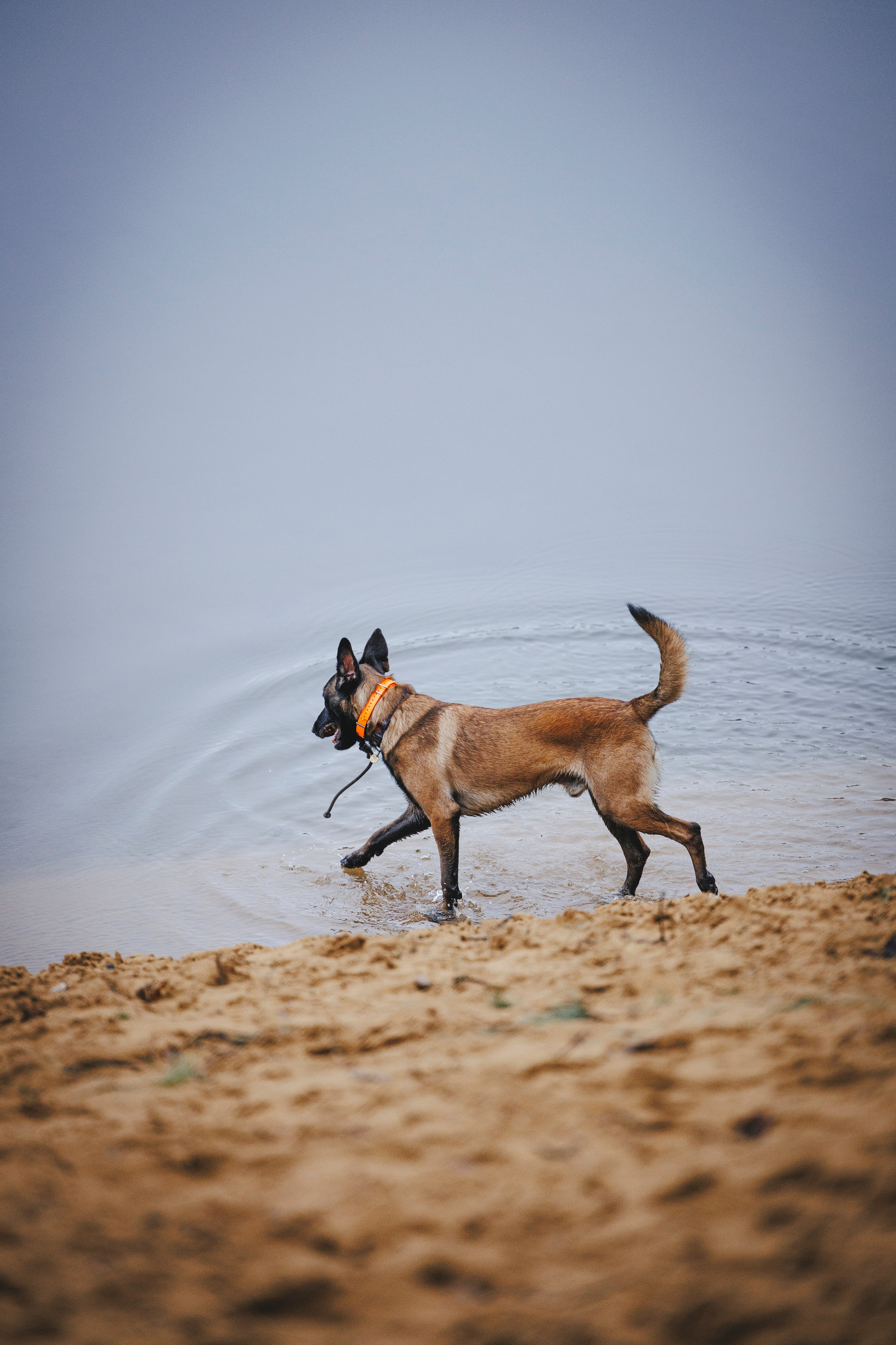 Омен, Айс и Рицу. Фотограф-анималист Анна Маринич