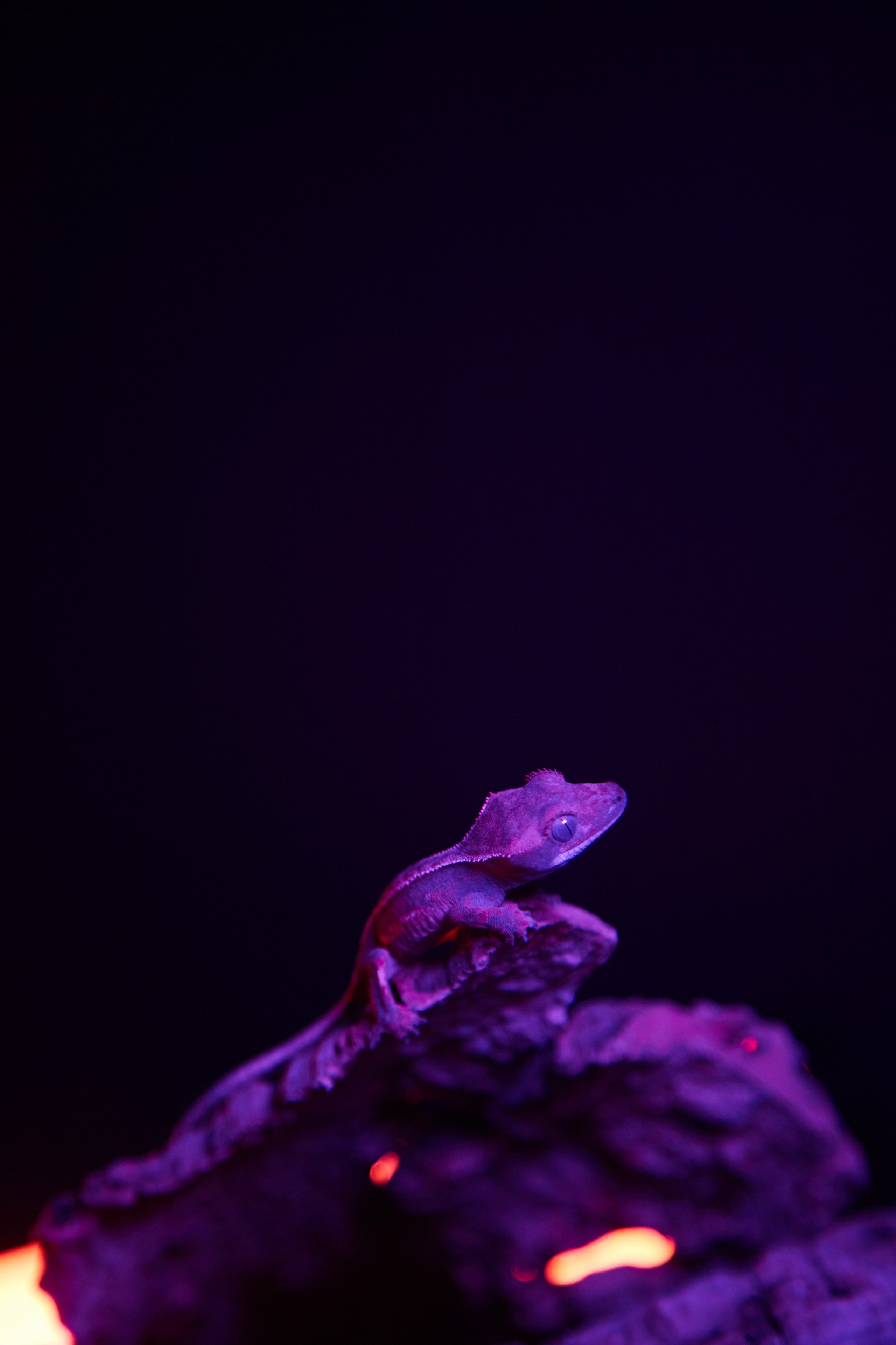 Фотосъёмка ящерицы на коряге под голубым светом.