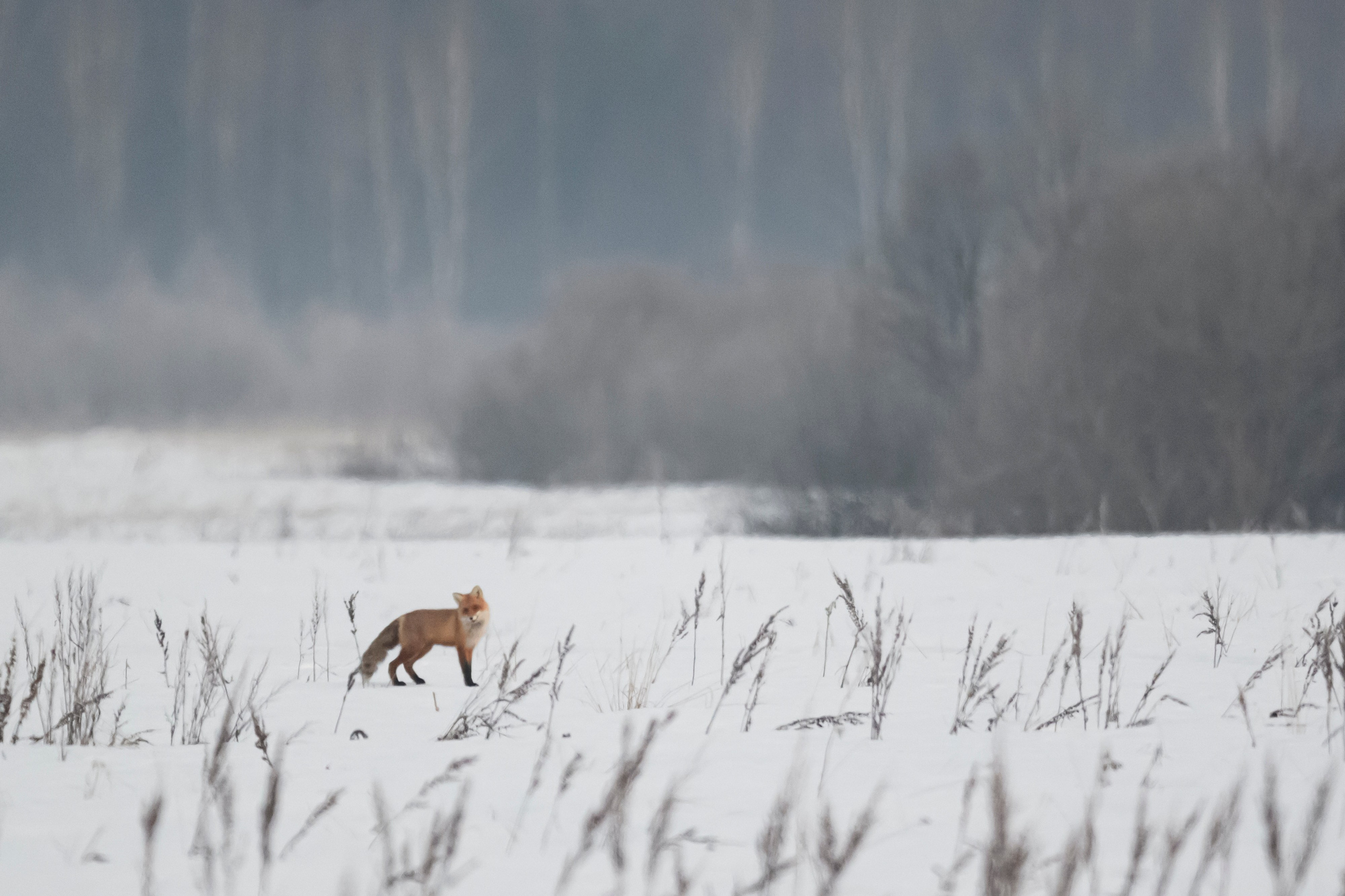 Утро в лесу. Лиса, лось, тетерева и одинокий гоголь. Wildlife photography by Sergey Puponin