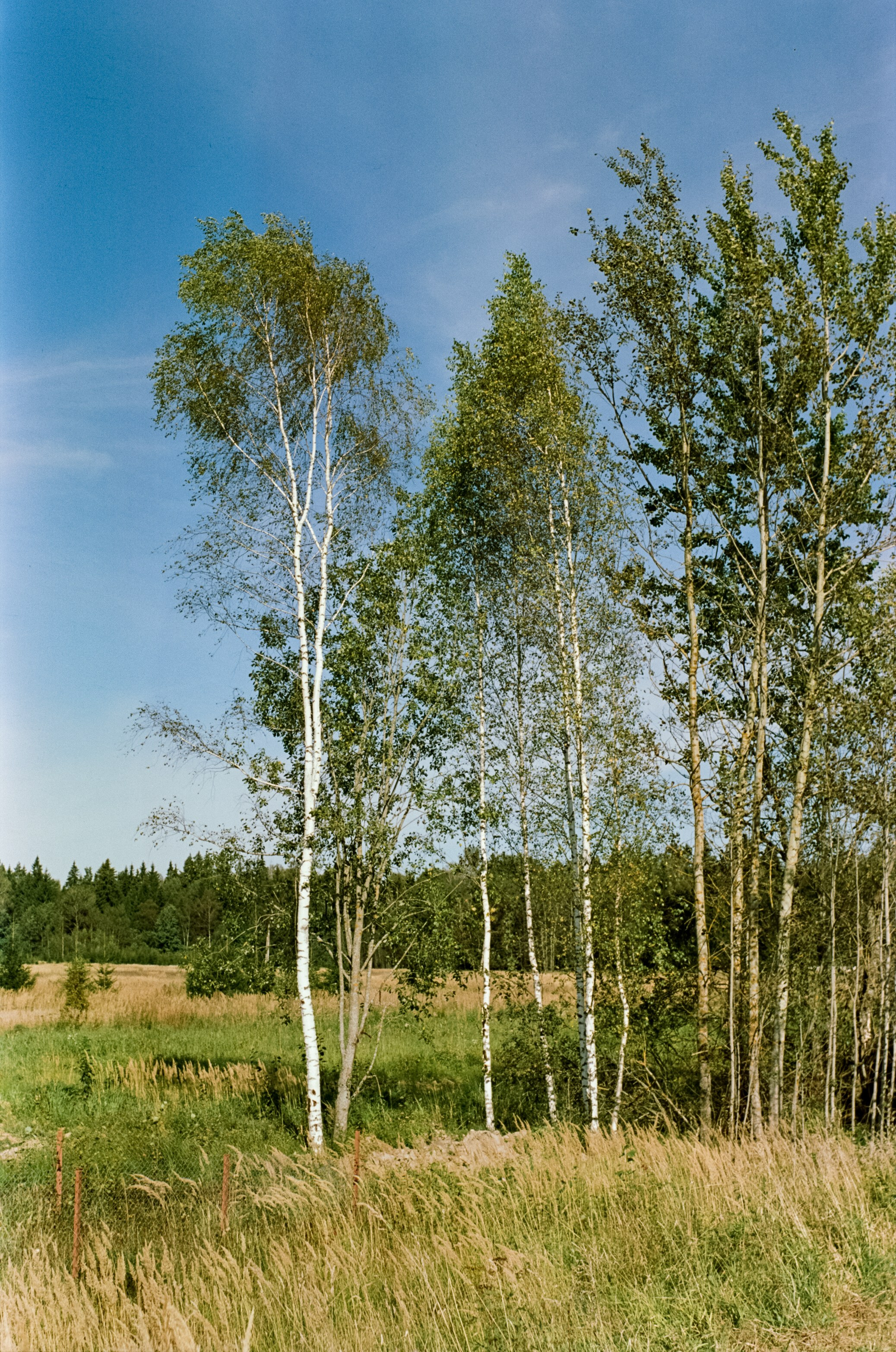 Mamiya 645 PRO обзор и примеры фотографий