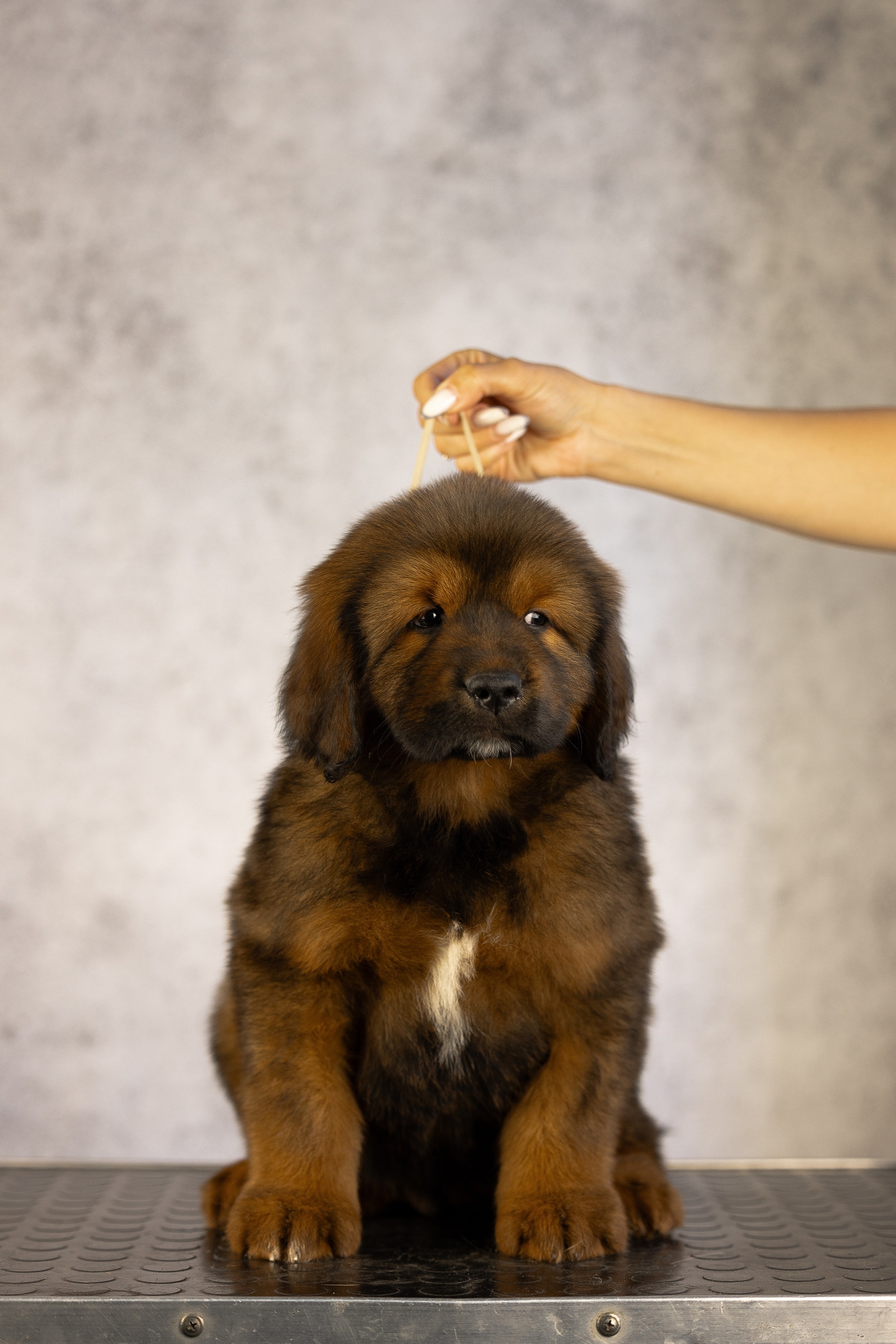 Тибетский мастиф. Фотограф и видеограф анималист Аганина Дарья