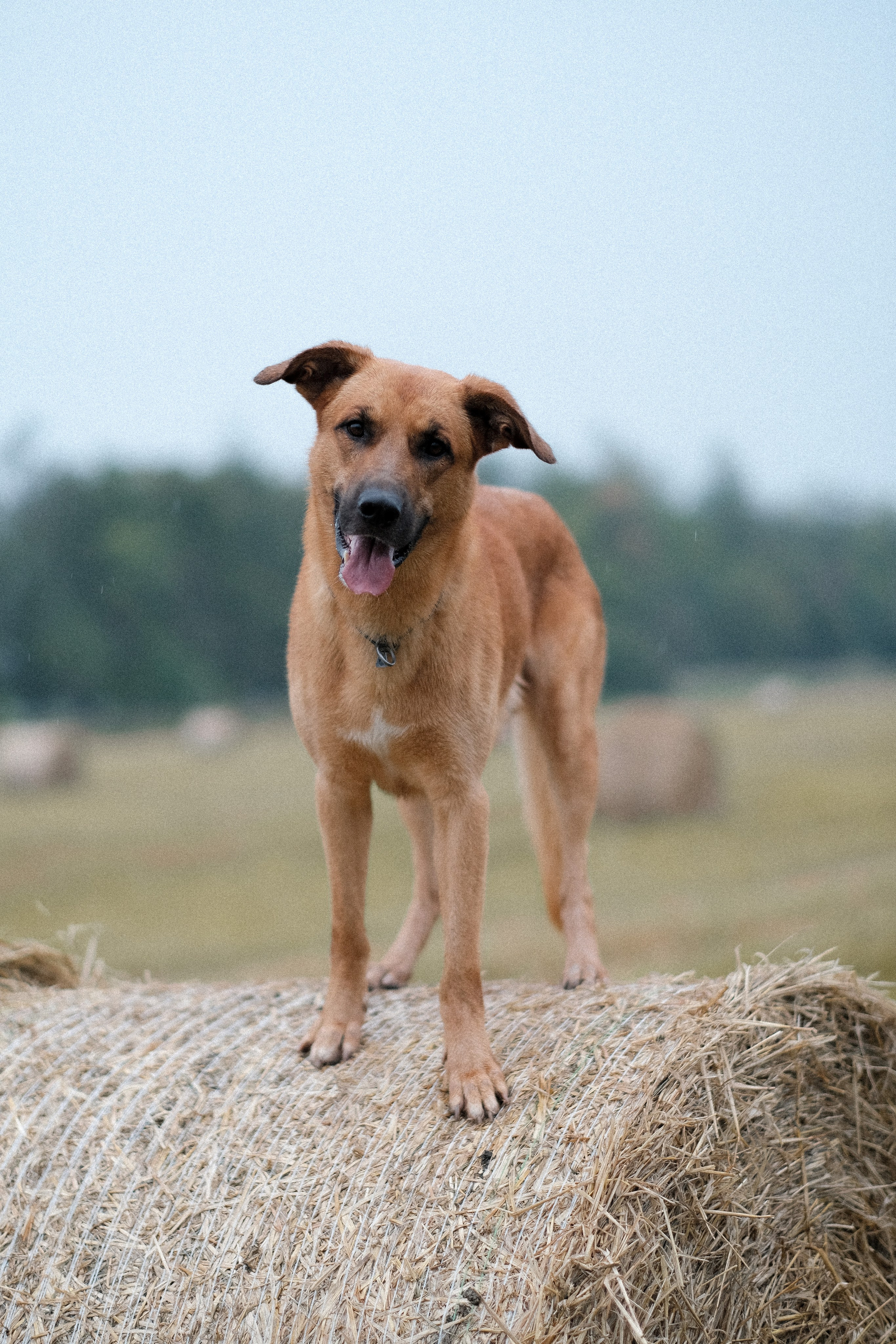 Тео и Оля. Фотограф и видеограф анималист Аганина Дарья