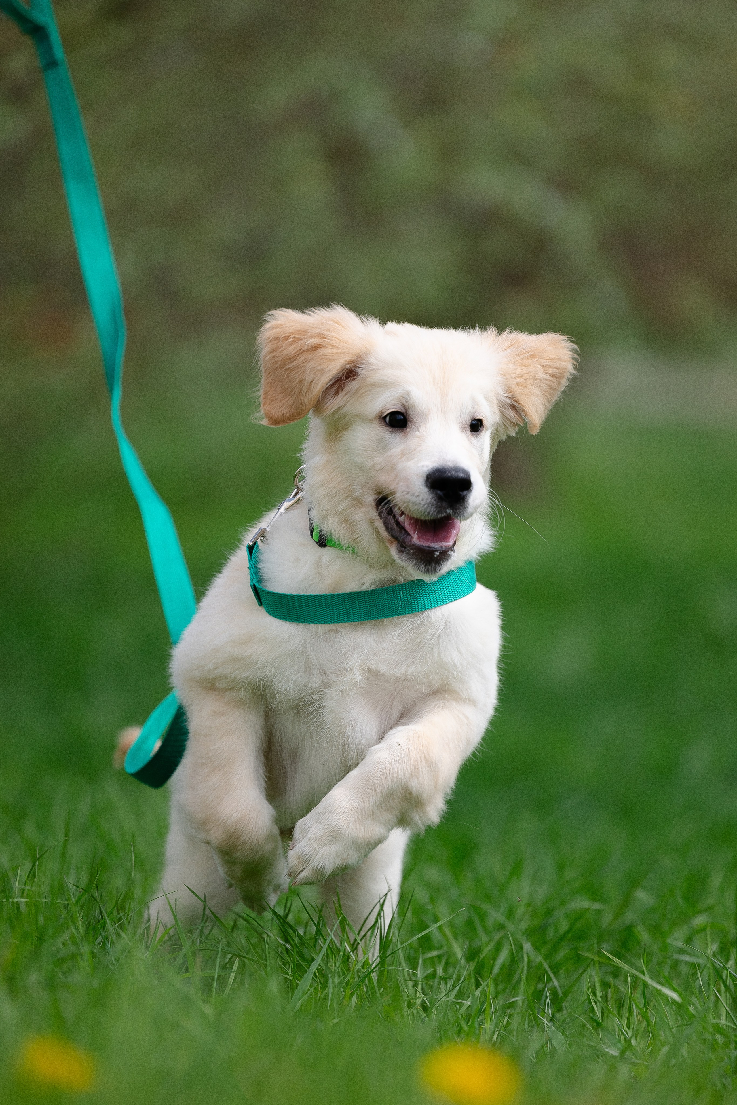 Голден ретривер. Фотограф и видеограф анималист Аганина Дарья