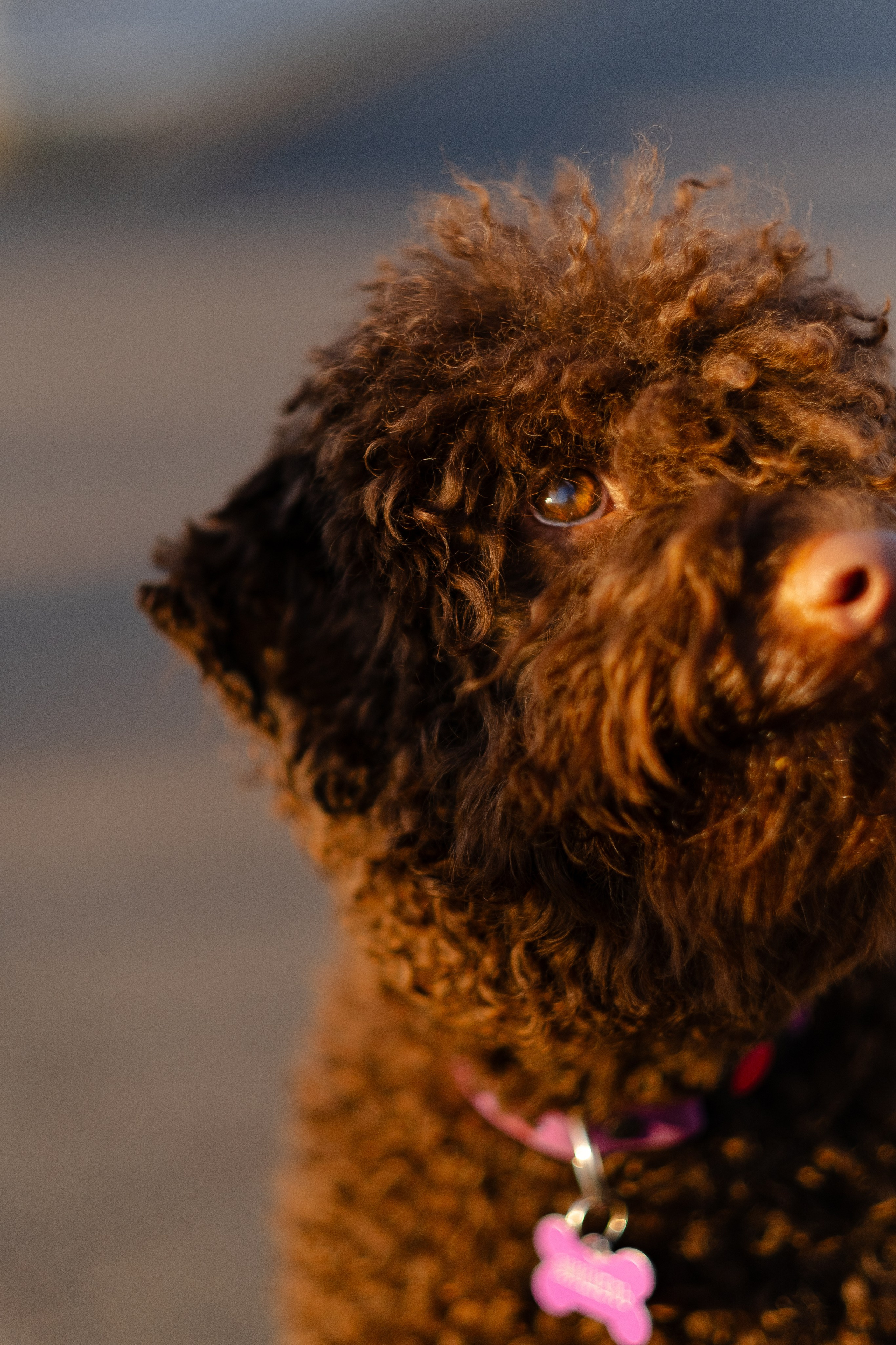 Тьеринна и Миша. Фотограф и видеограф анималист Аганина Дарья