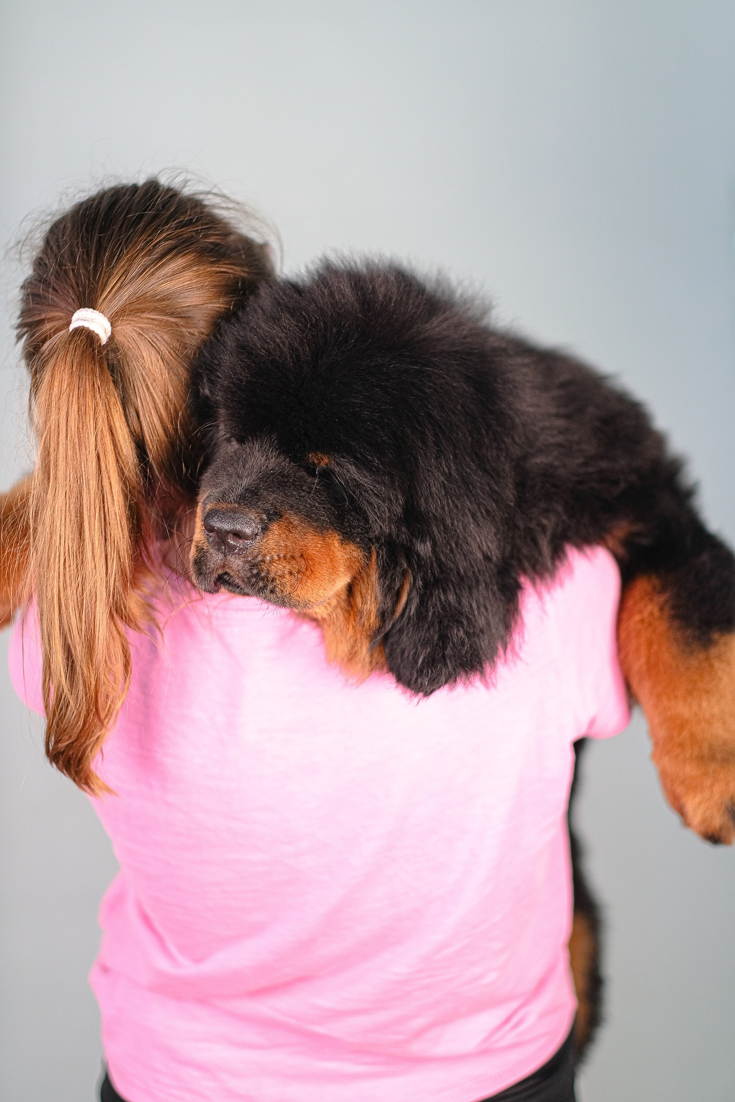 Тибетский мастиф. Фотограф и видеограф анималист Аганина Дарья