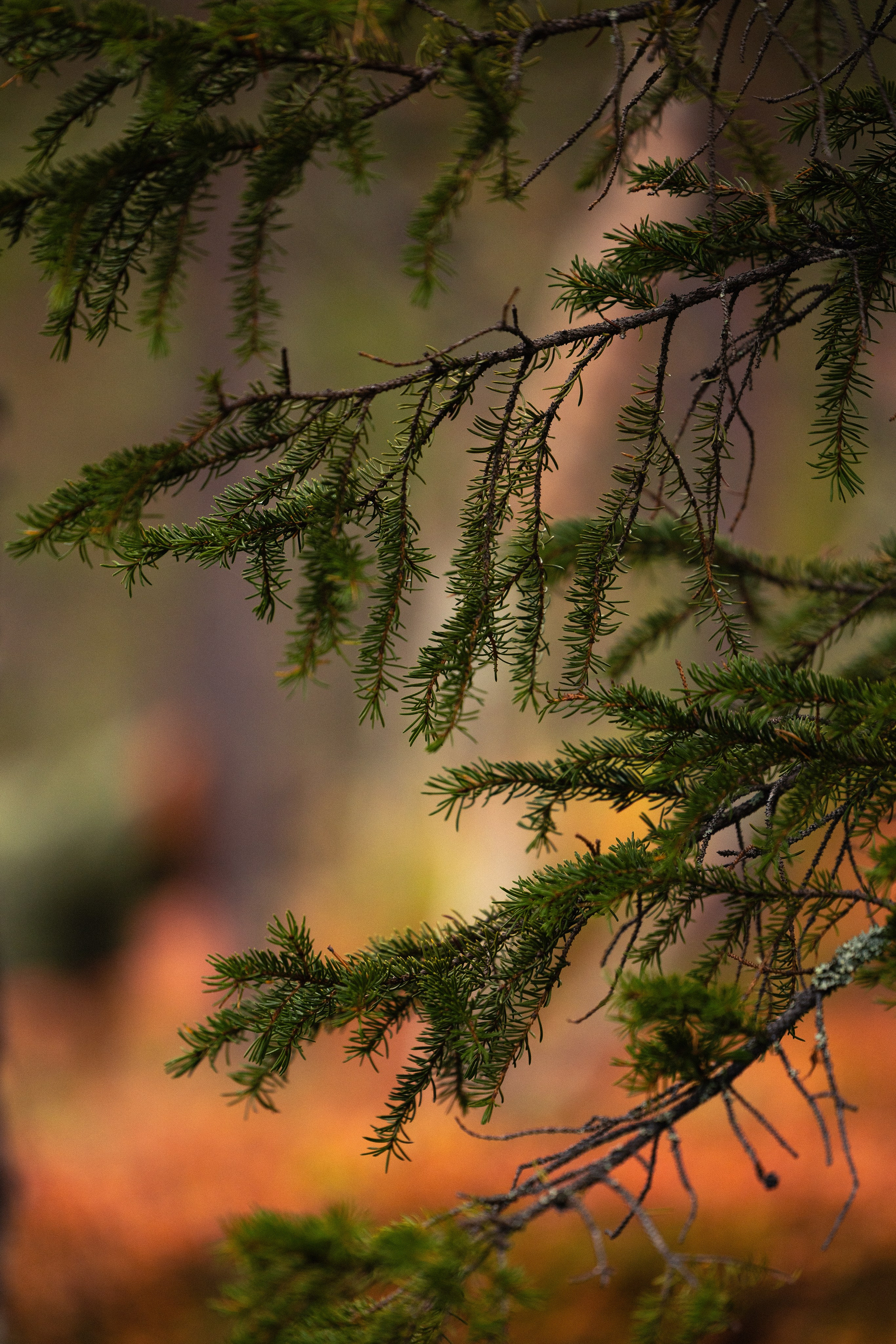 Кольский. Фотограф и видеограф анималист Аганина Дарья
