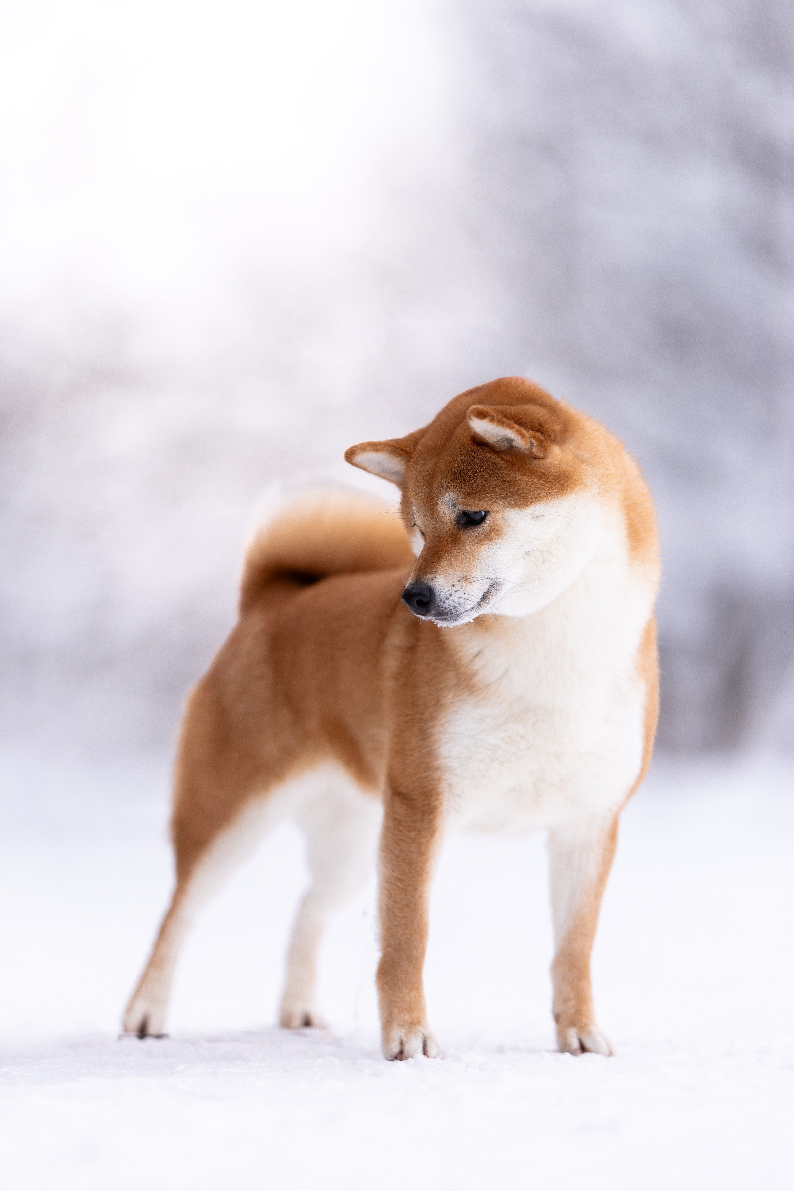 Юми, Серж и Тоши. Фотограф и видеограф анималист Аганина Дарья