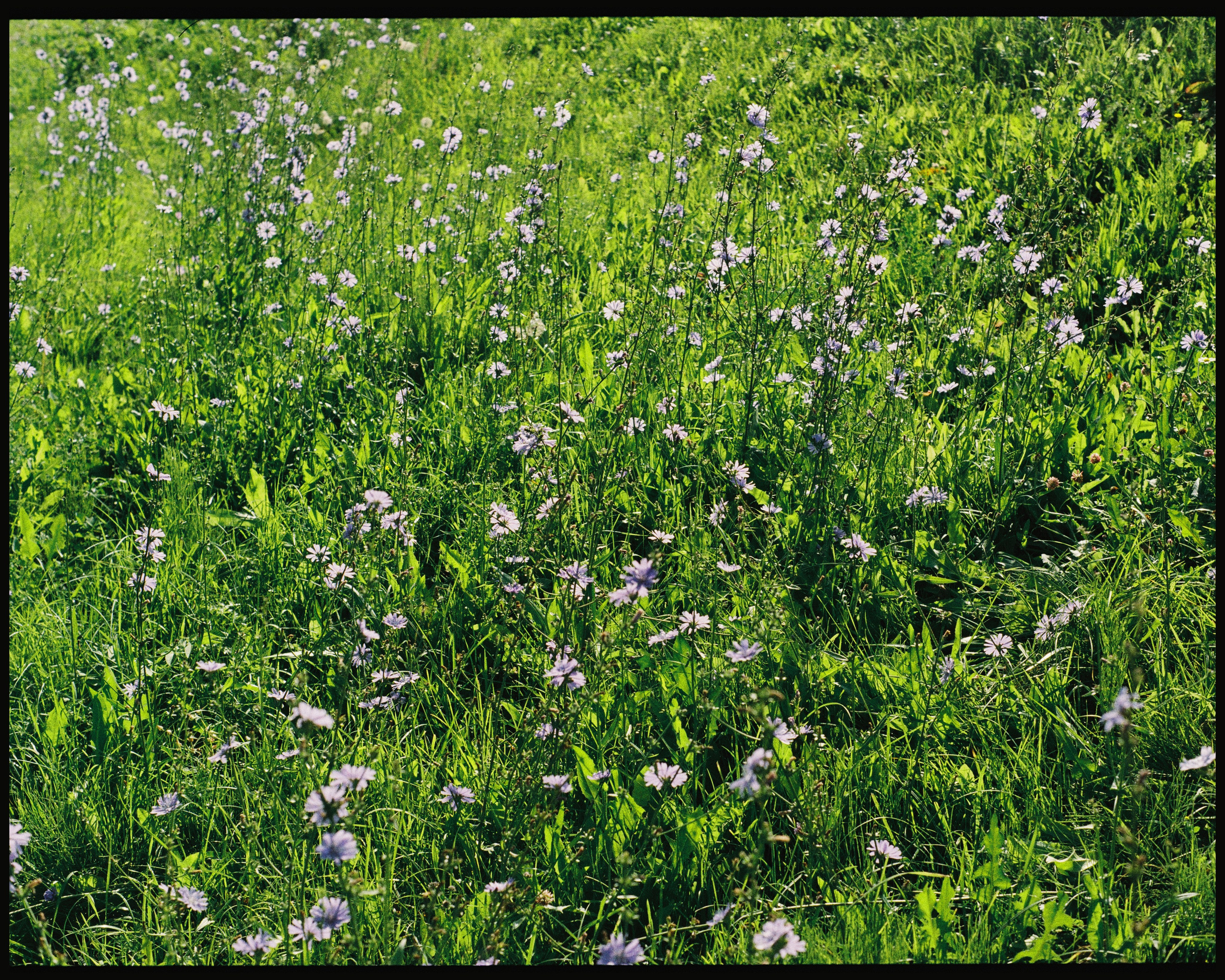 SUZDAL. ANNA — PHOTOGRAPHER
