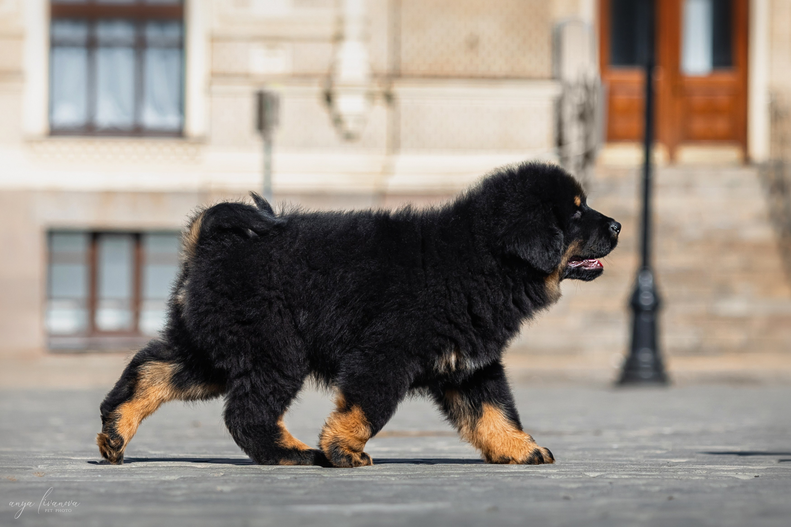 Тибеты. Фотограф анималист Аня Ливанова | Рыбинск
