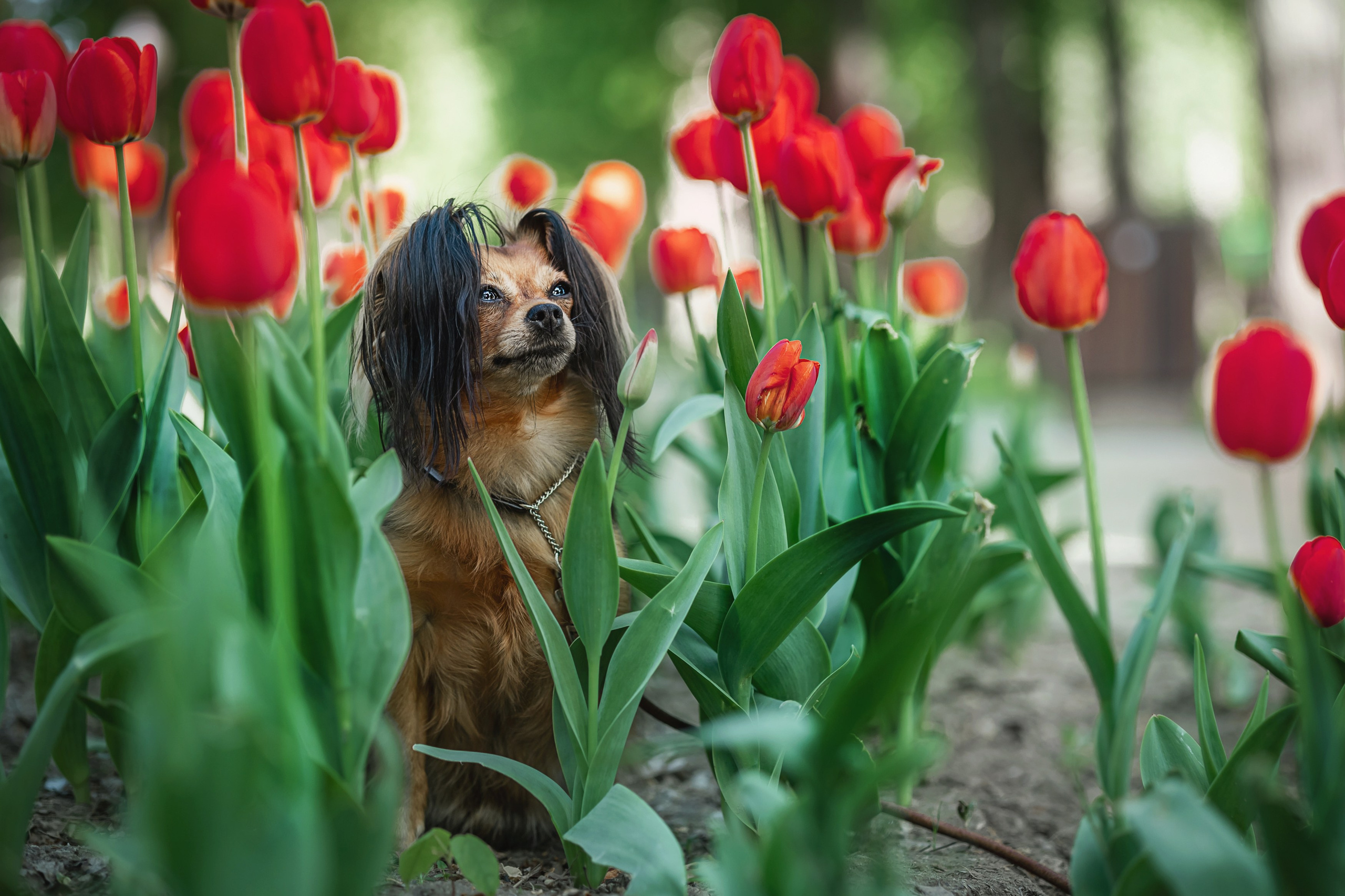 Лена и тойчики. Фотограф анималист Аня Ливанова | Рыбинск