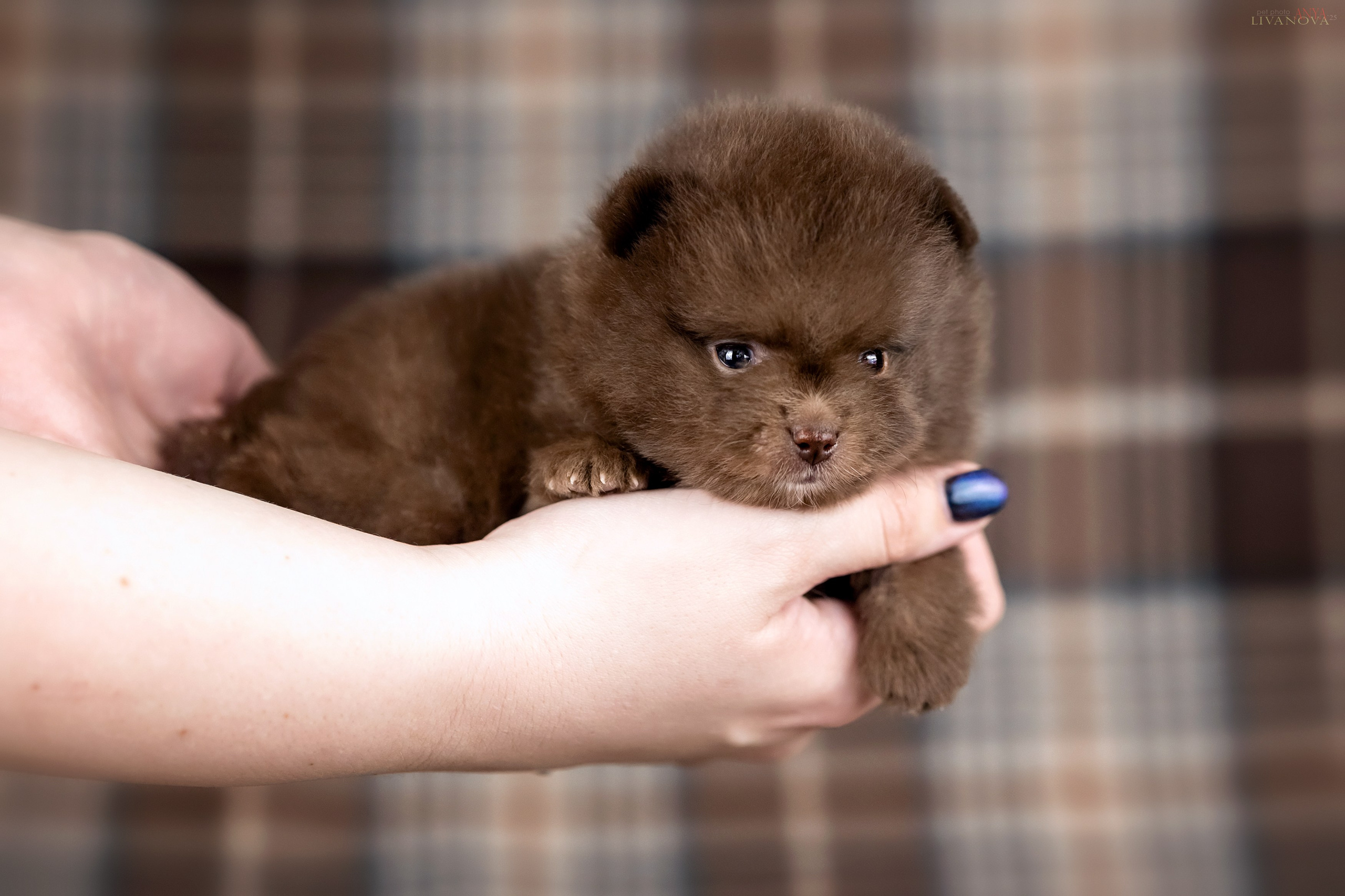 Шпицы. Фотограф анималист Аня Ливанова | Рыбинск