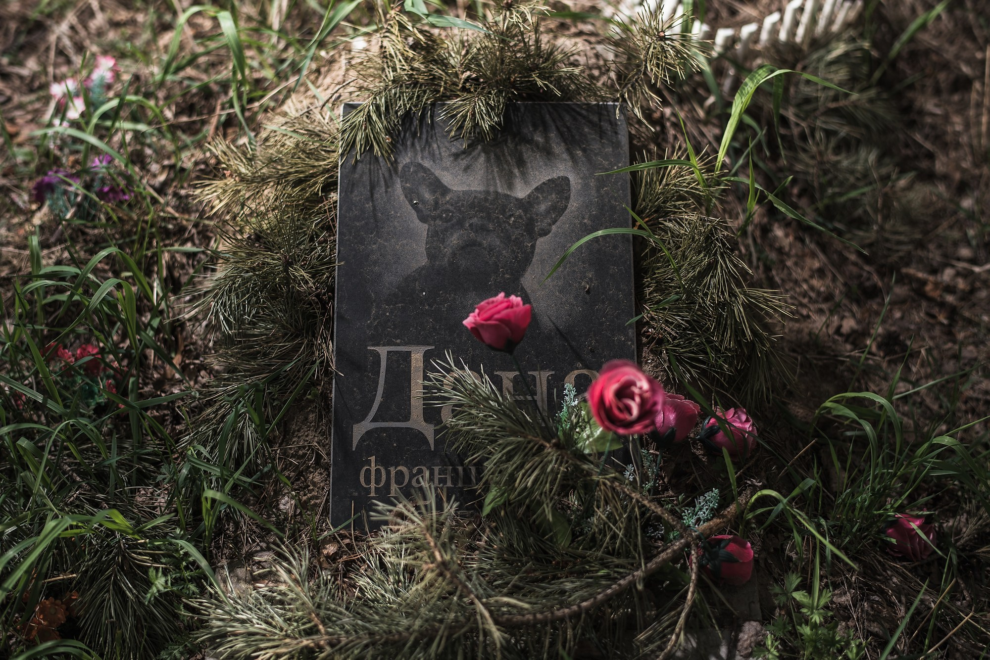 Кладбище домашних животных. Промышленная и репортажная фотография