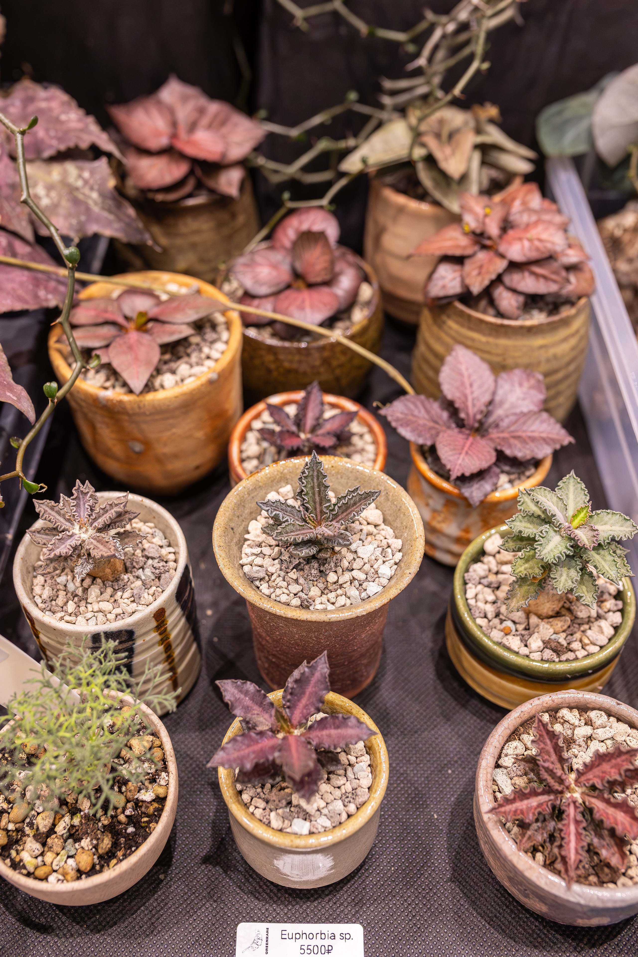 Монстериум 11–12 октября. Александра Куликова фотограф, Москва