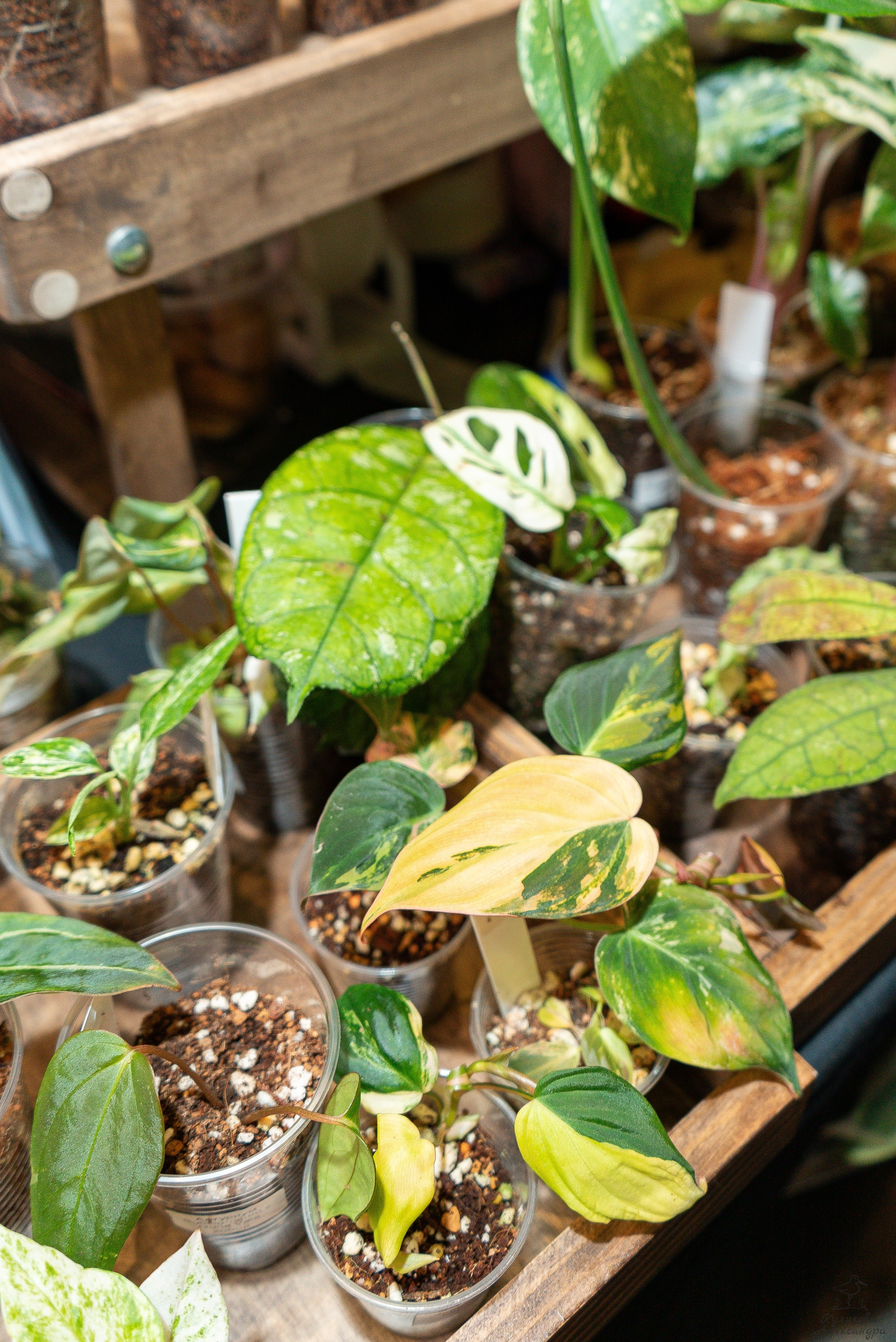 Гроубокс Артплей апрель. Александра Куликова фотограф, Москва