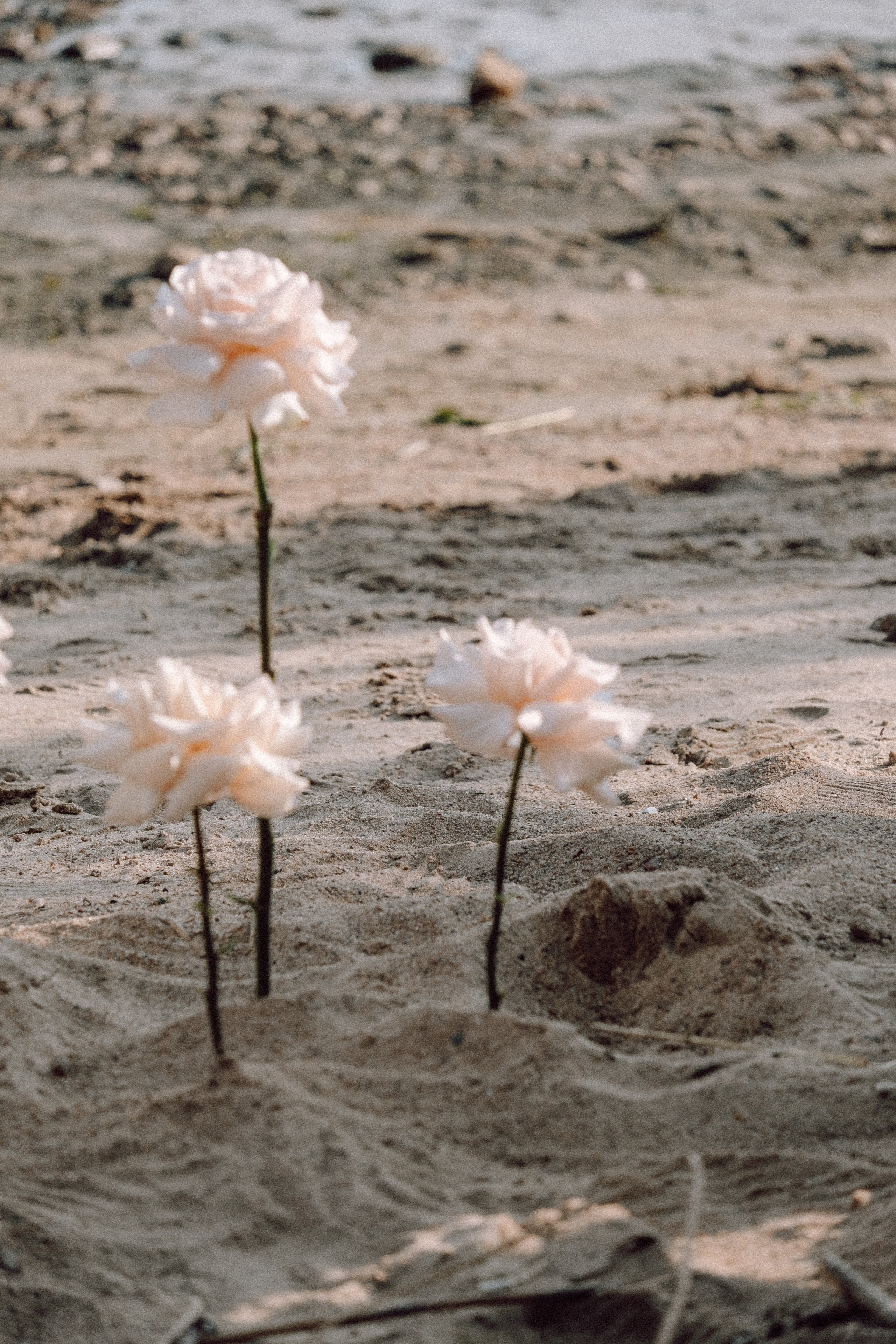 СВАДЕБНАЯ ФОТОСЕССИЯ ВЫЕЗДНОЙ ЦЕРЕМОНИИ (ФИНСКИЙ ЗАЛИВ). Профессиональный фотограф, Санкт-Петербург — Виктория Богомолова