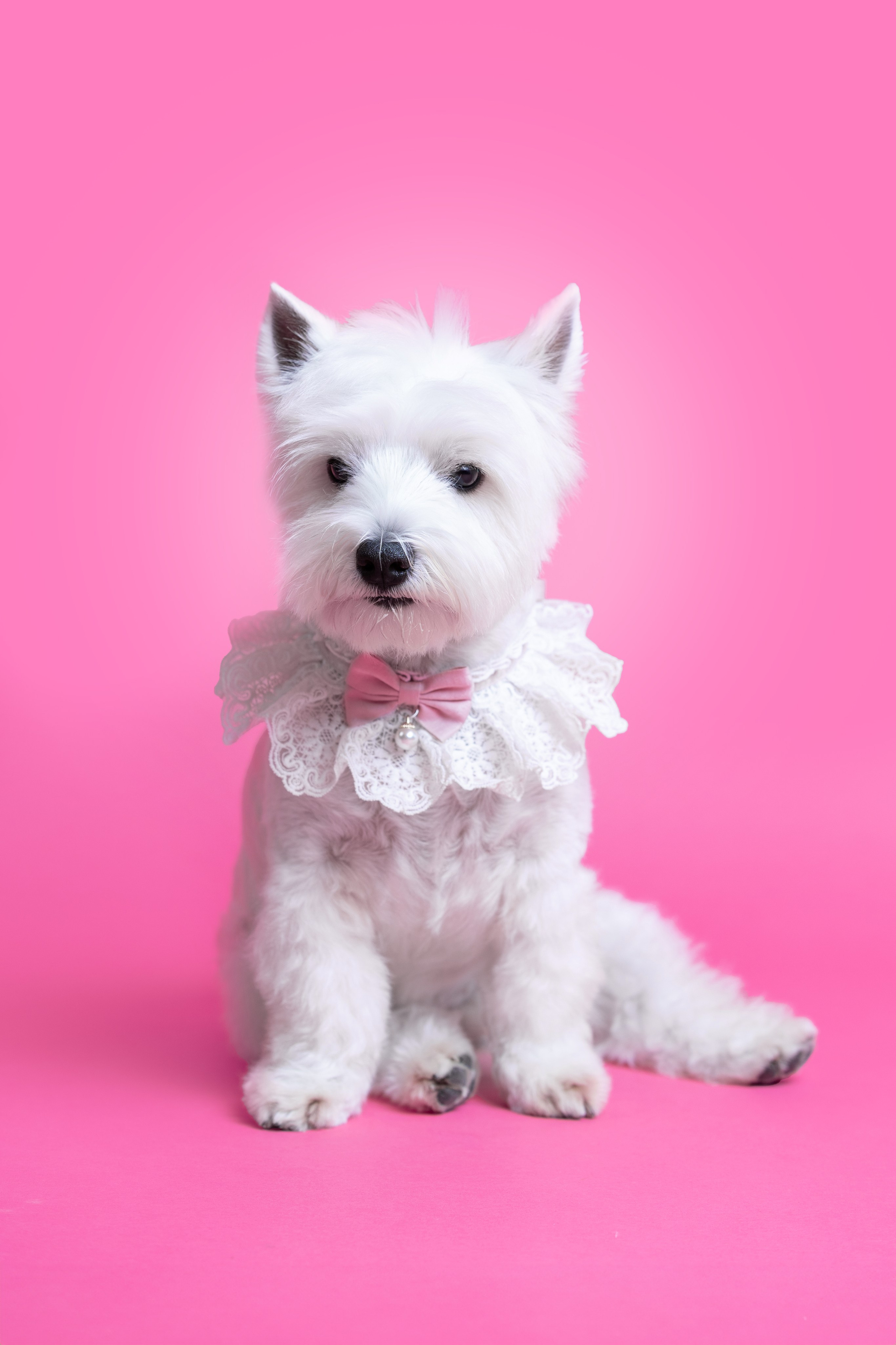 Ханна. Фотограф анималист Кристина Карпова, Москва