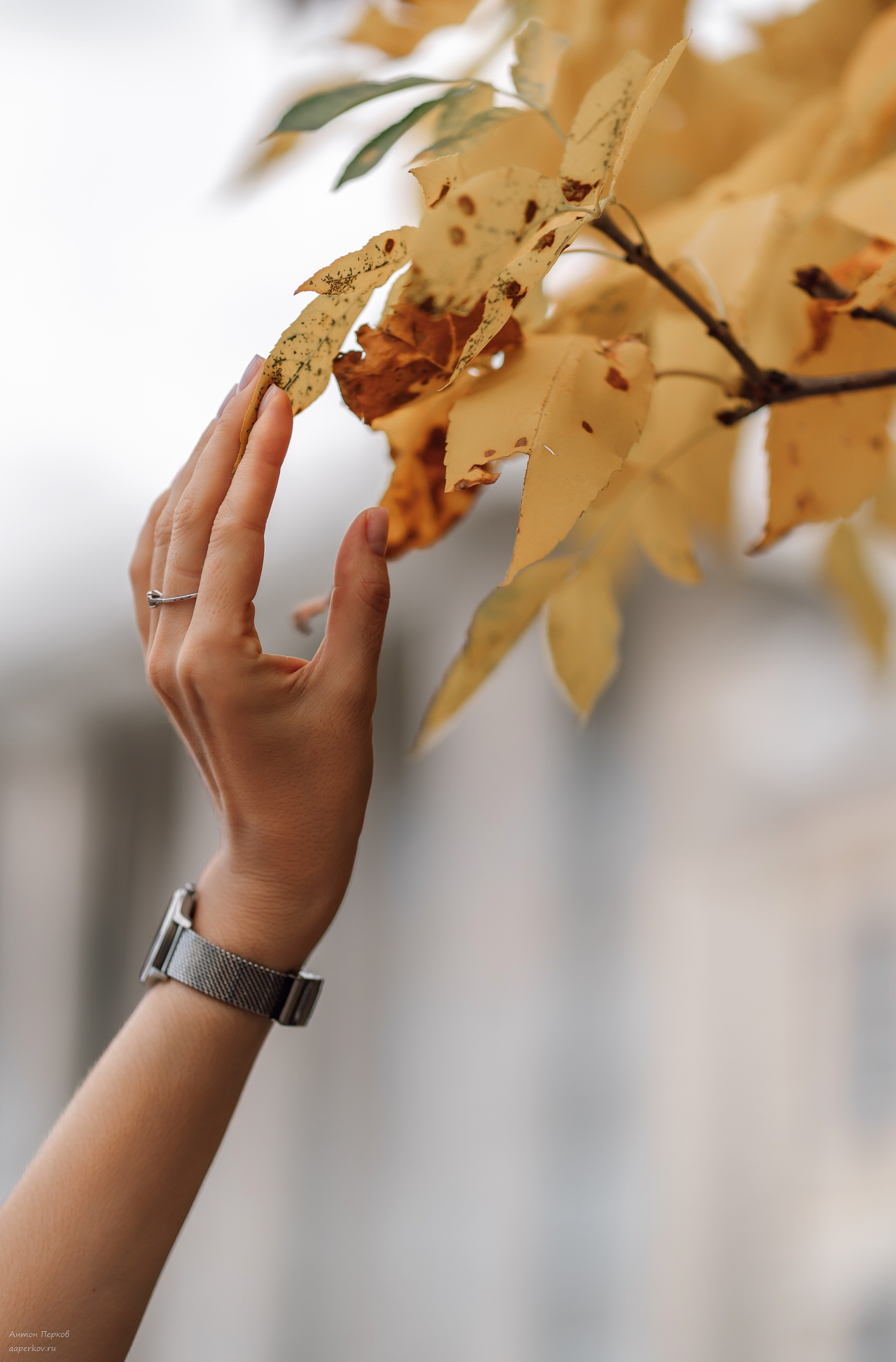 Pinkberry. Фотограф Антон Перков