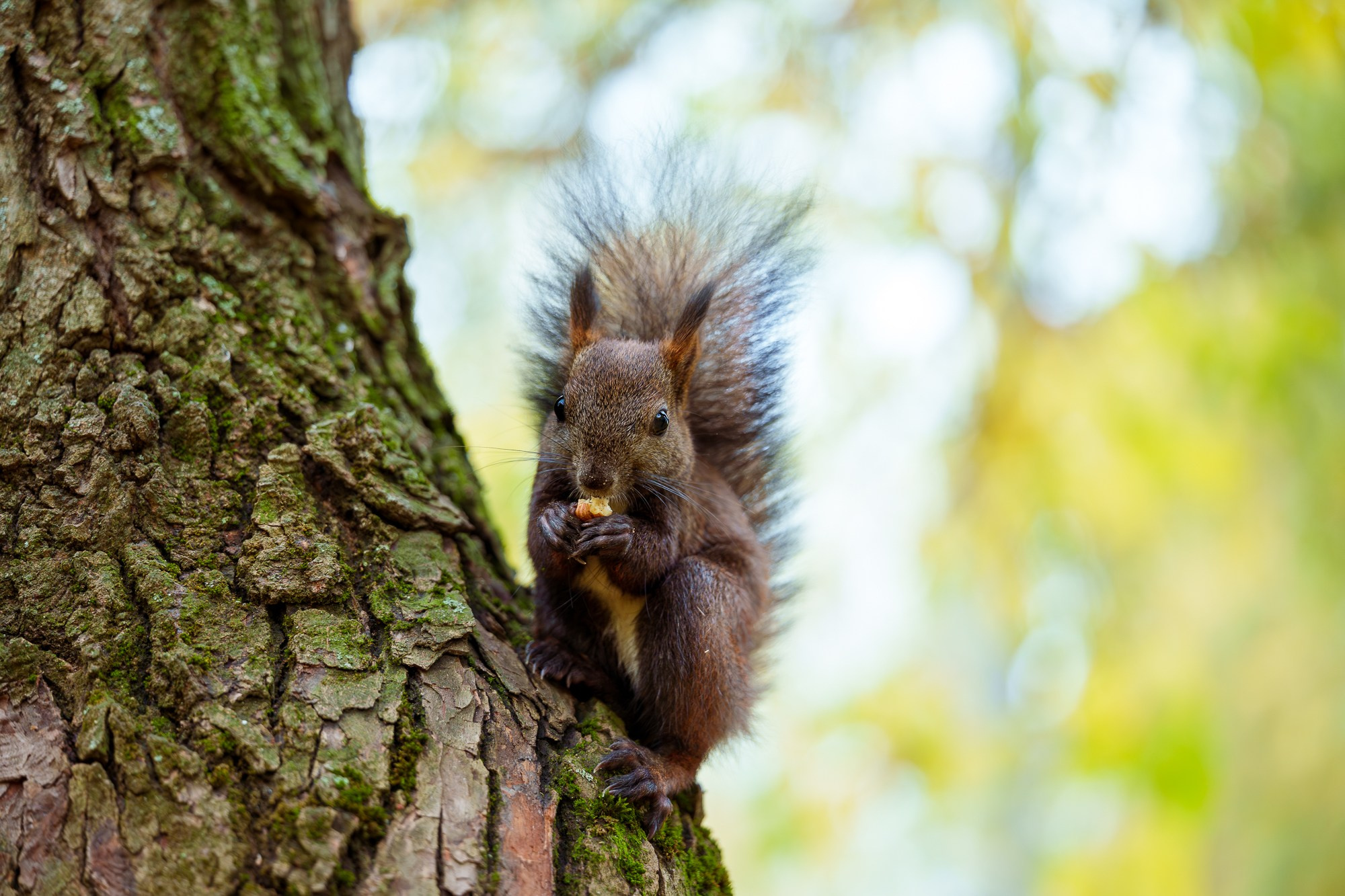 Животные. Ваш личный фотограф Марина Волкова