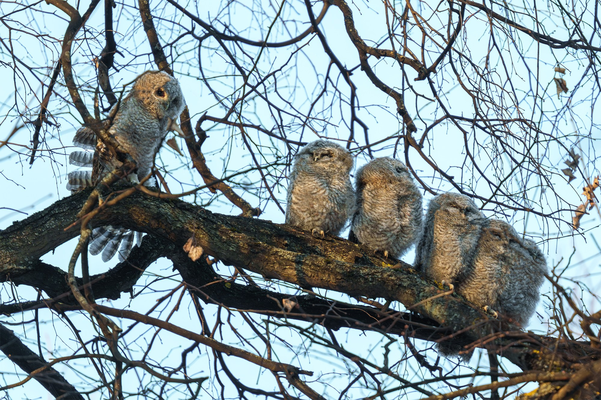 Удивительные мир птиц. Вокруг нас столько прекрасного — присмотритесь!. Ваш личный фотограф Марина Волкова
