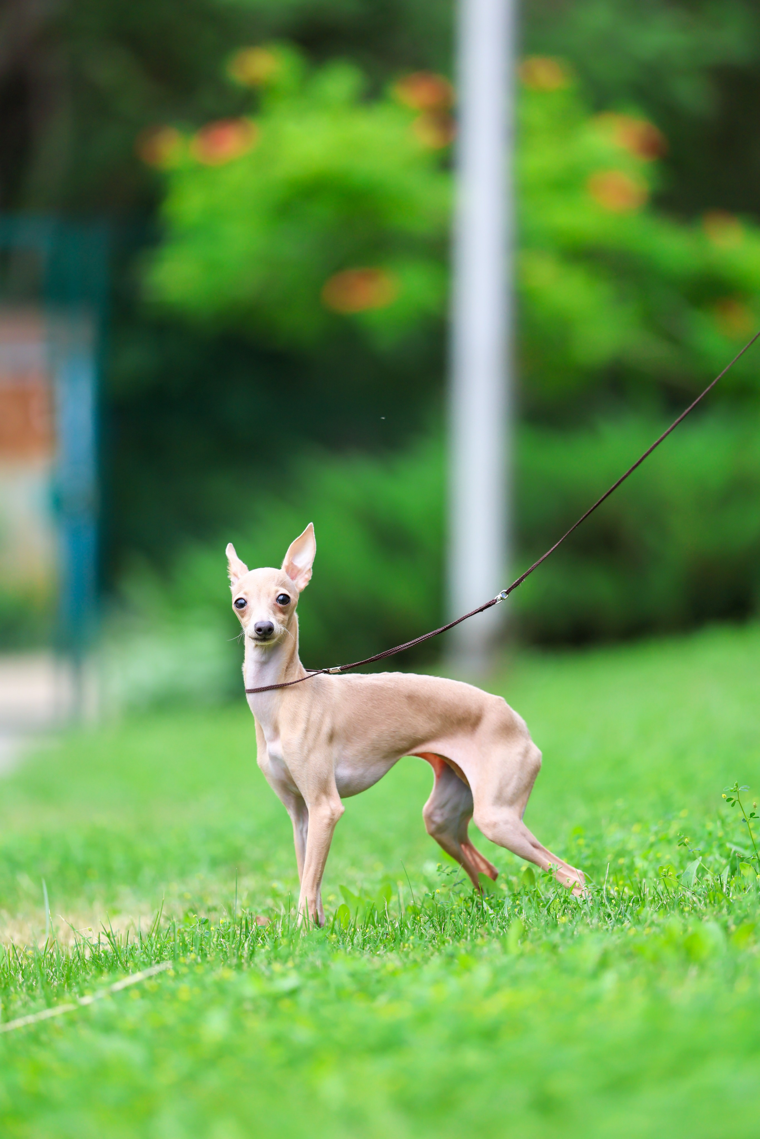 Кремовая Лекси. Professional Italian Greyhound Kennel RKF/FCI ASTI SAPPHIRE 💎 Sochi|St. Petersburg