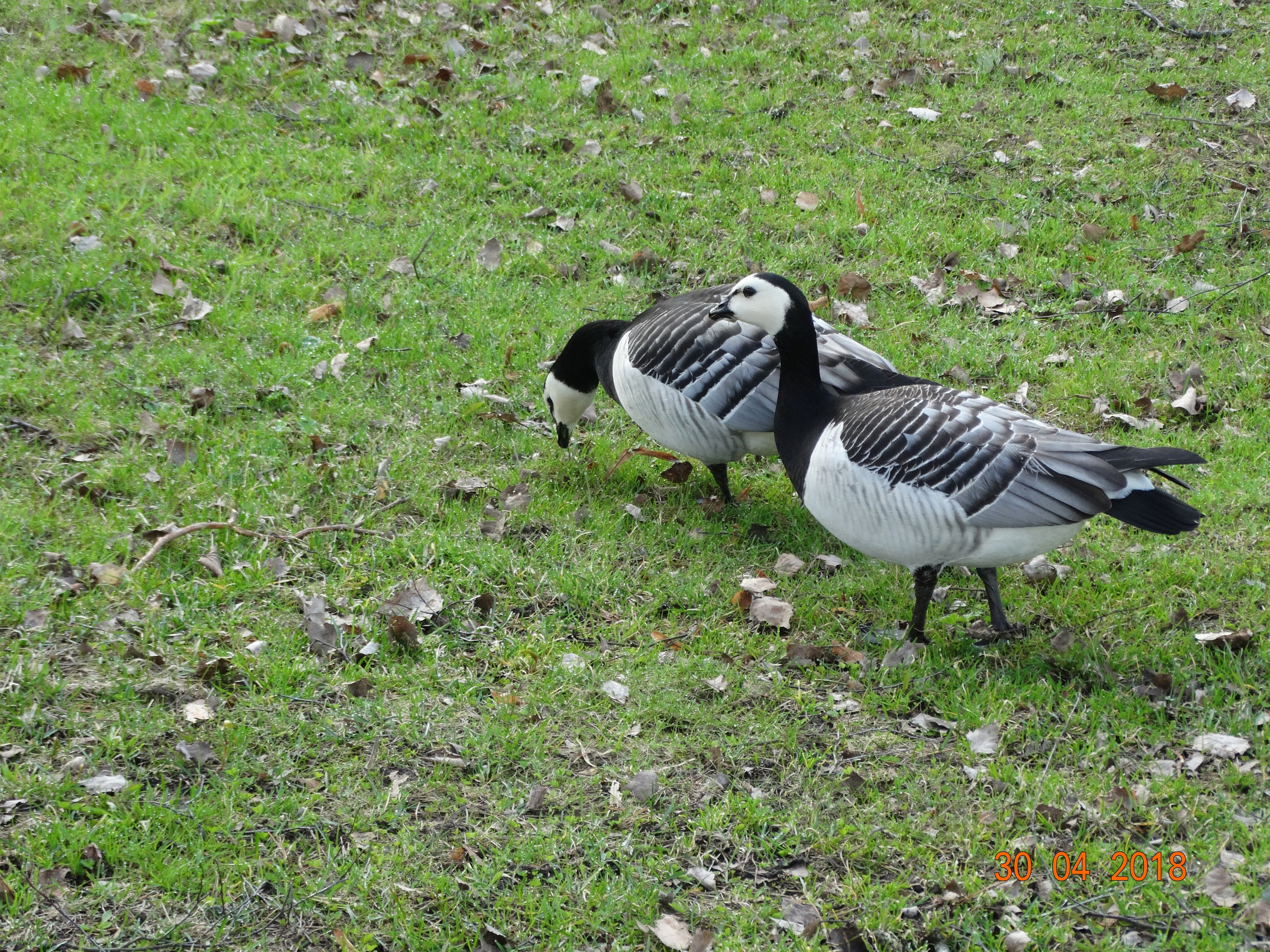Хельсинки -18. Своя Мастерская