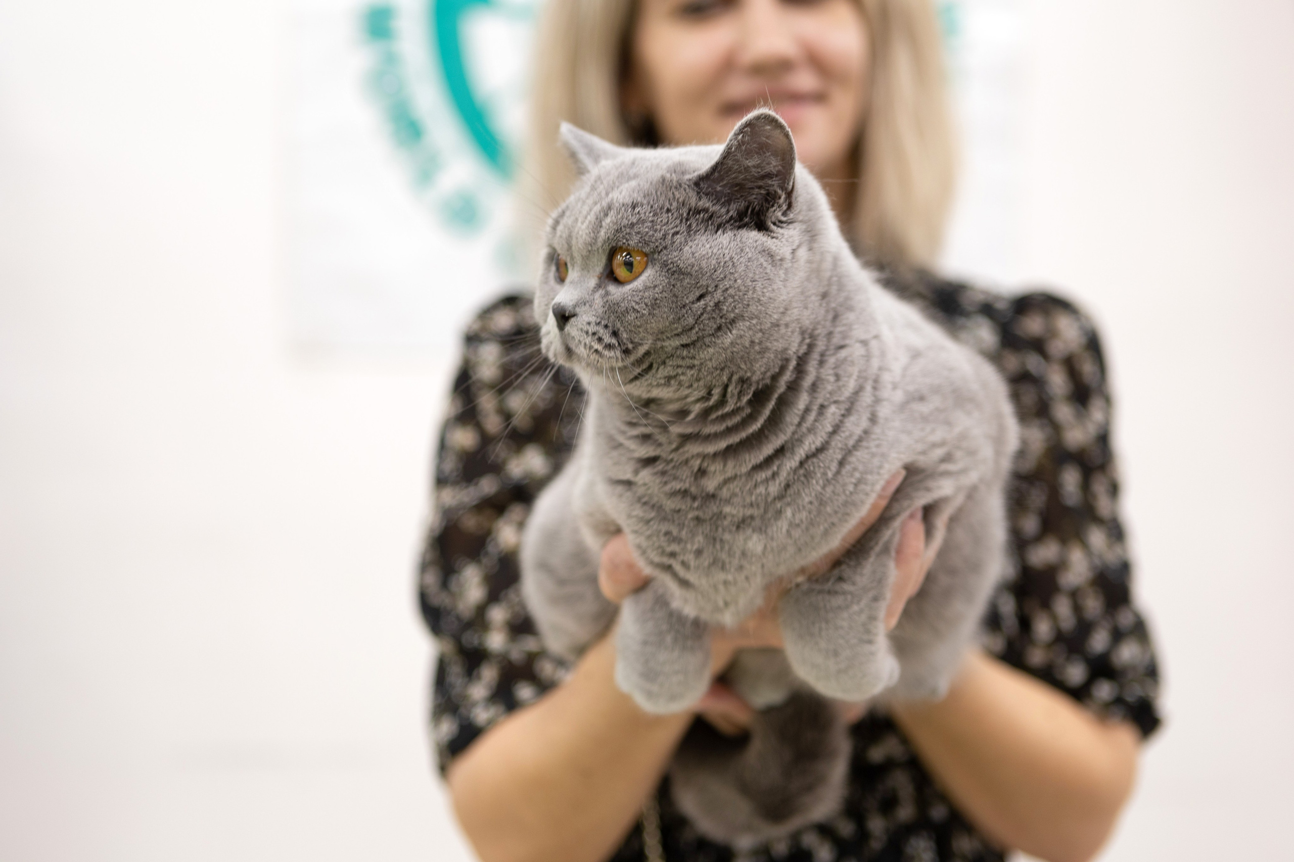 Кошки. Фотограф Яна Матвеева в Ижевске