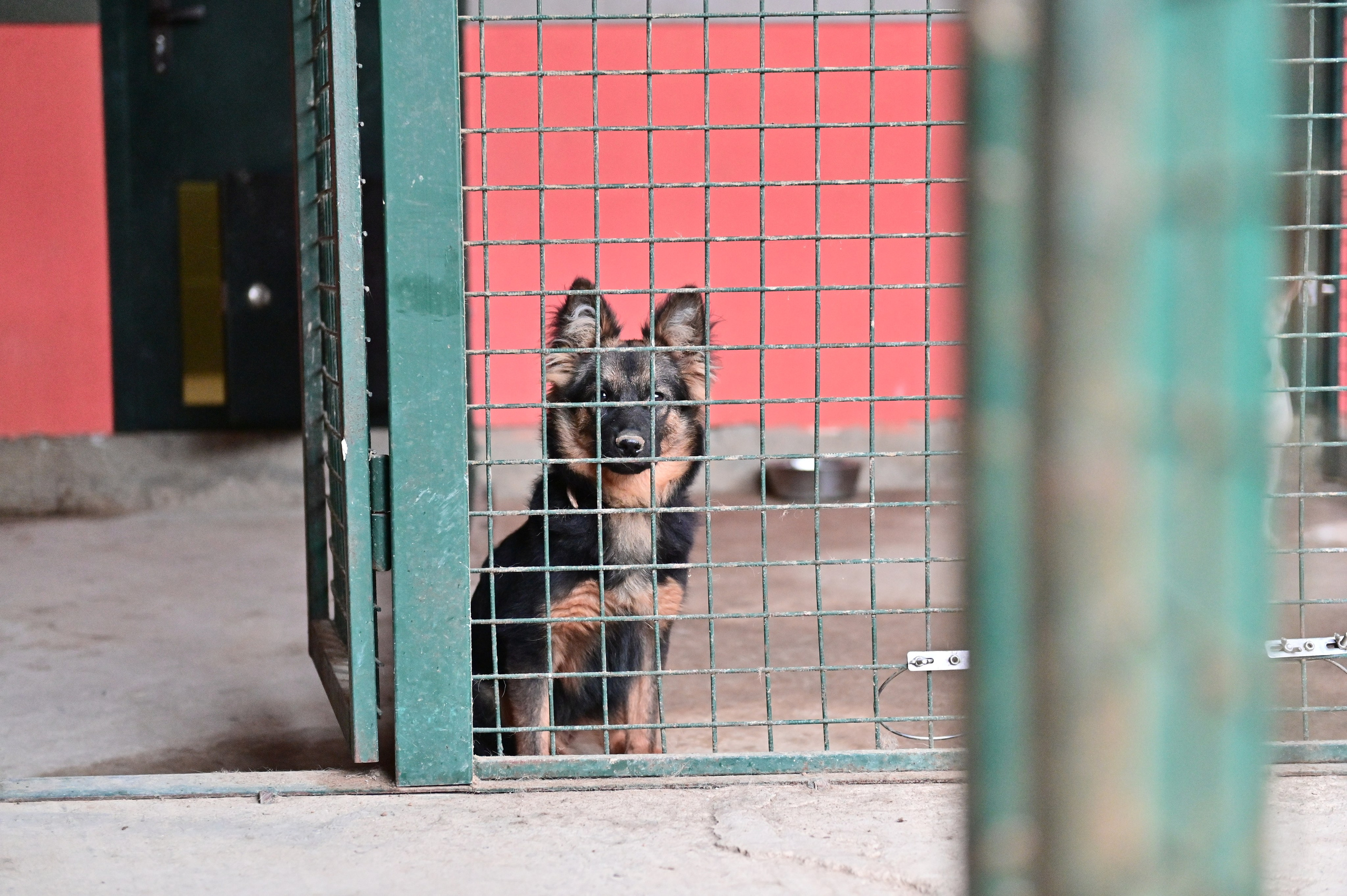 Добролап: поездка в приют «Ника». Анна Пушина, фотограф, Москва, Королев, Пушкино