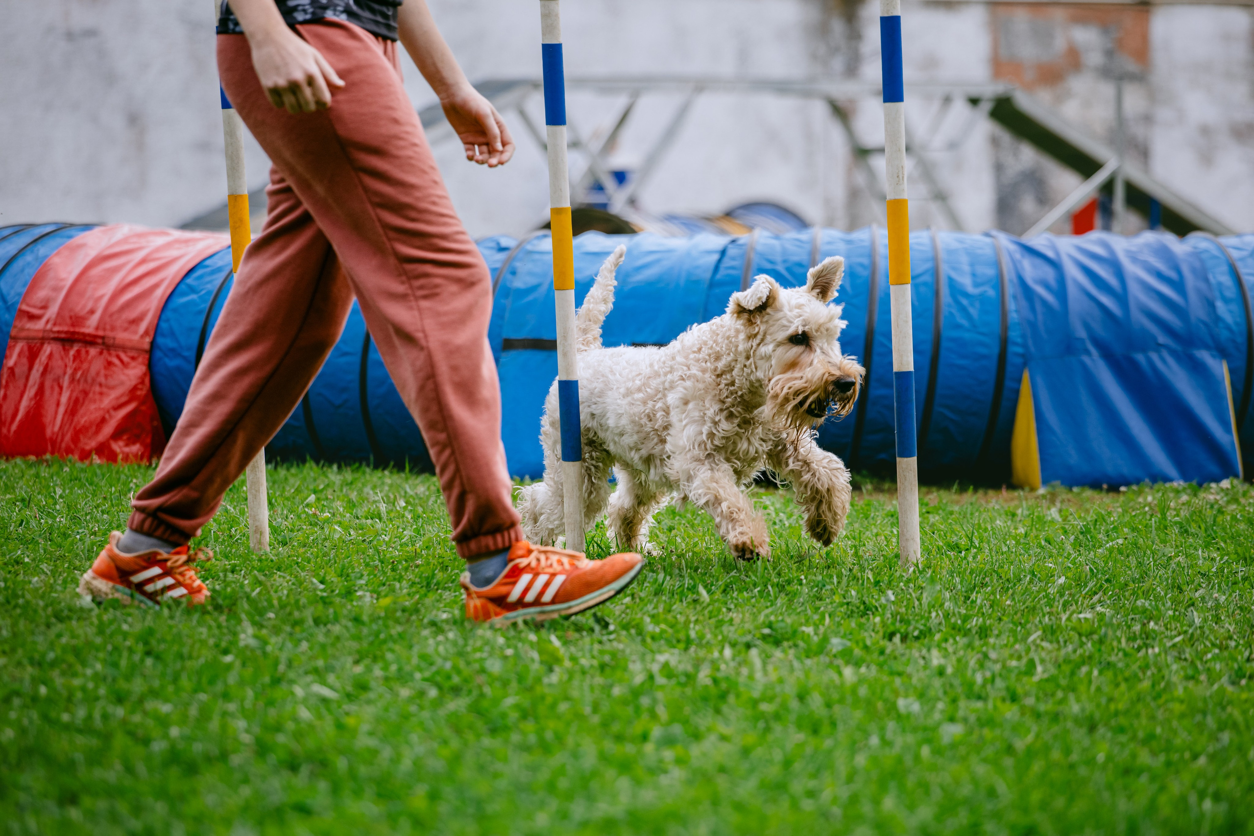Соревнования по аджилити Долгопрудный 30.06.2025. Фотограф-анималист Татьяна Степанова