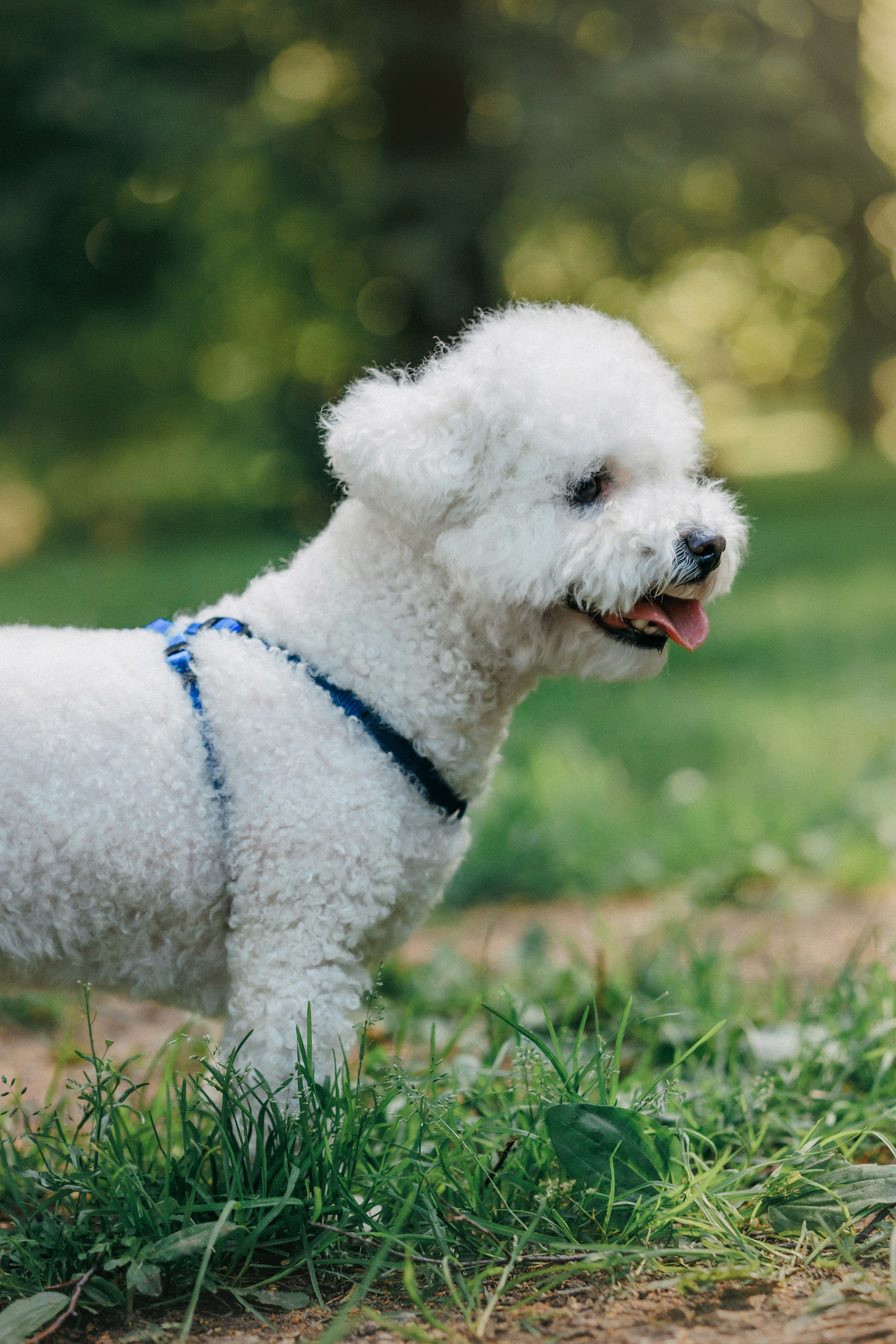 Марина, Данил и Бруно. Фотограф-анималист Елена Радченко, Москва