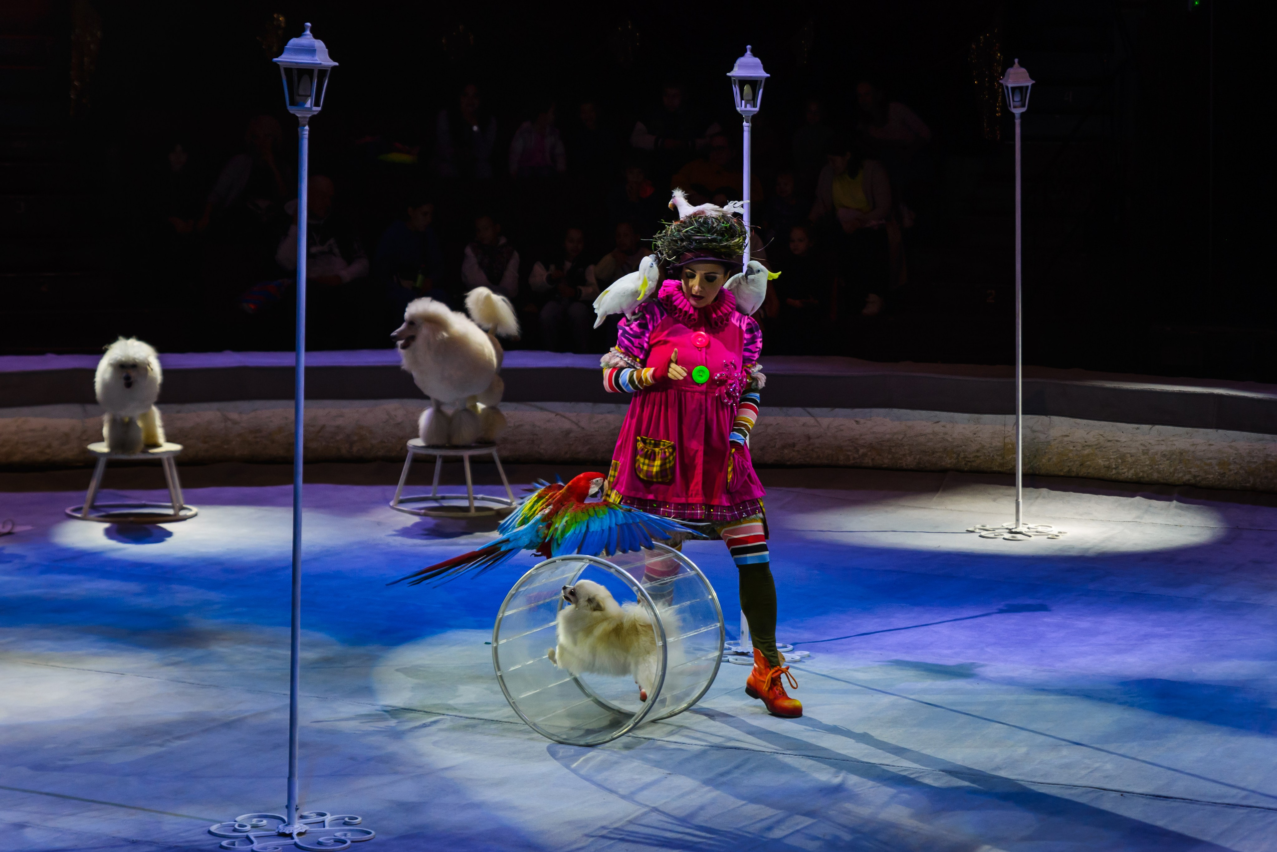 Пермский государственный цирк. Фотограф в Ханты-Мансийске Евгений Жуланов