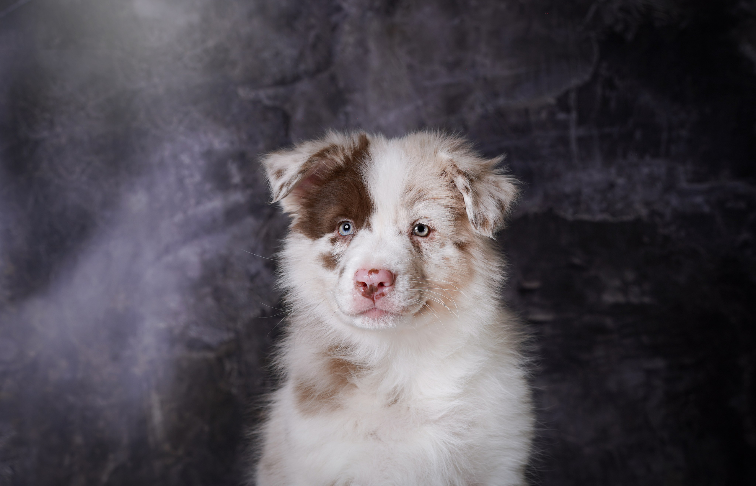 Щенки аусси. Фотограф-анималист в Санкт-Петербурге Яна Мартынова