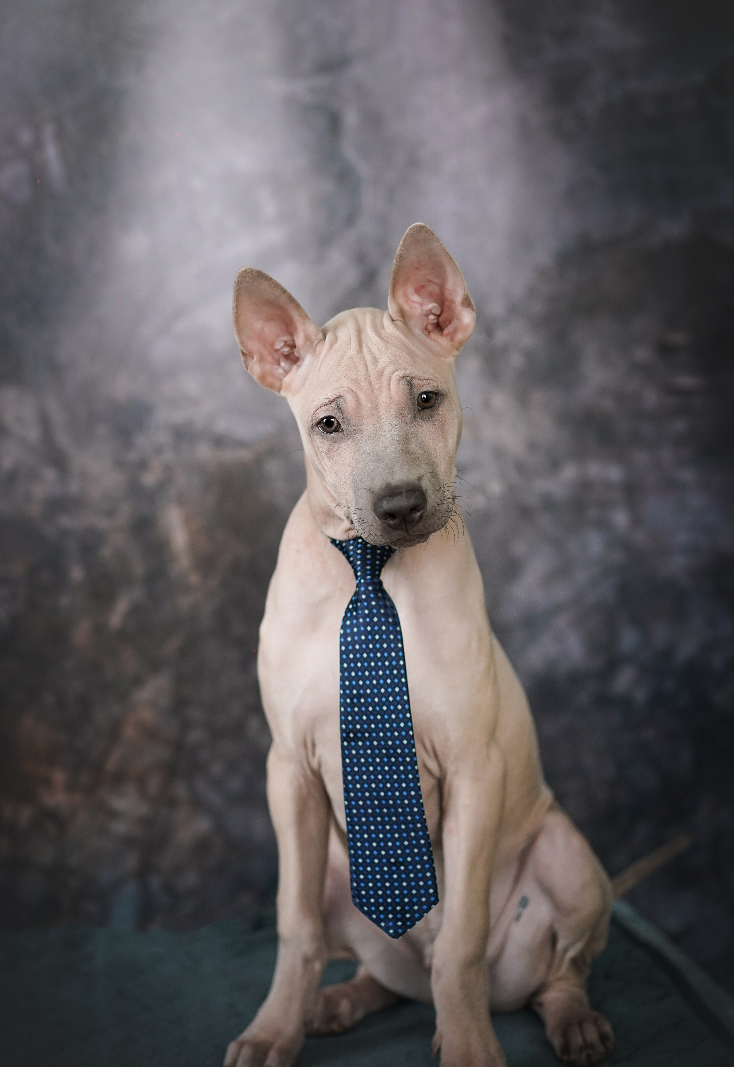 Щенки тайского риджбека. Фотограф-анималист в Санкт-Петербурге Яна Мартынова