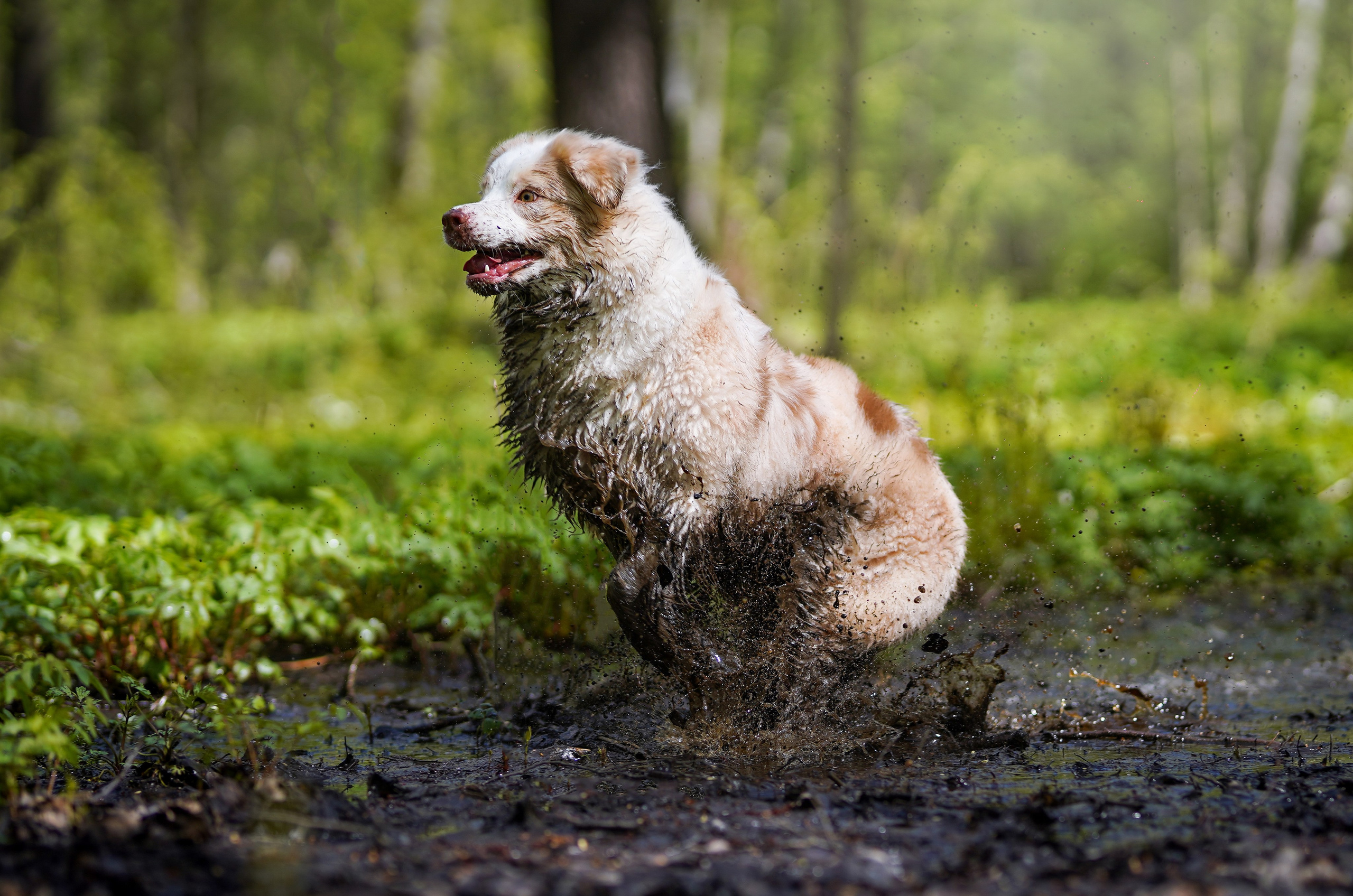 Рокки и Гермиона. Фотограф-анималист в Санкт-Петербурге Яна Мартынова