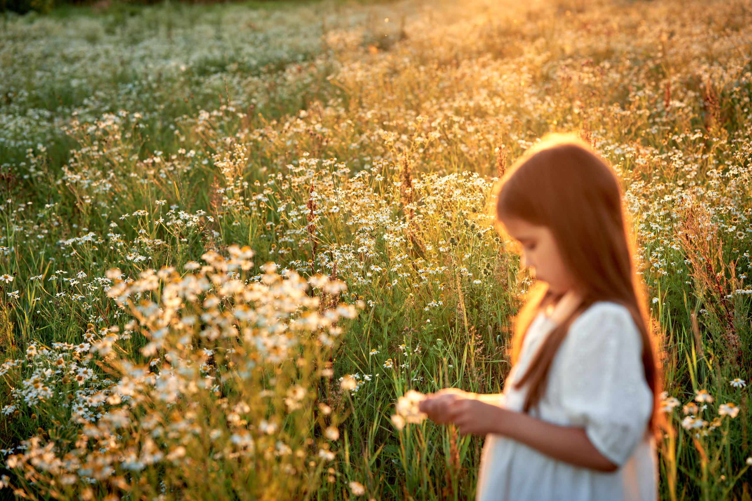 Ромашки. Фотограф в Москве Алина Алексеева