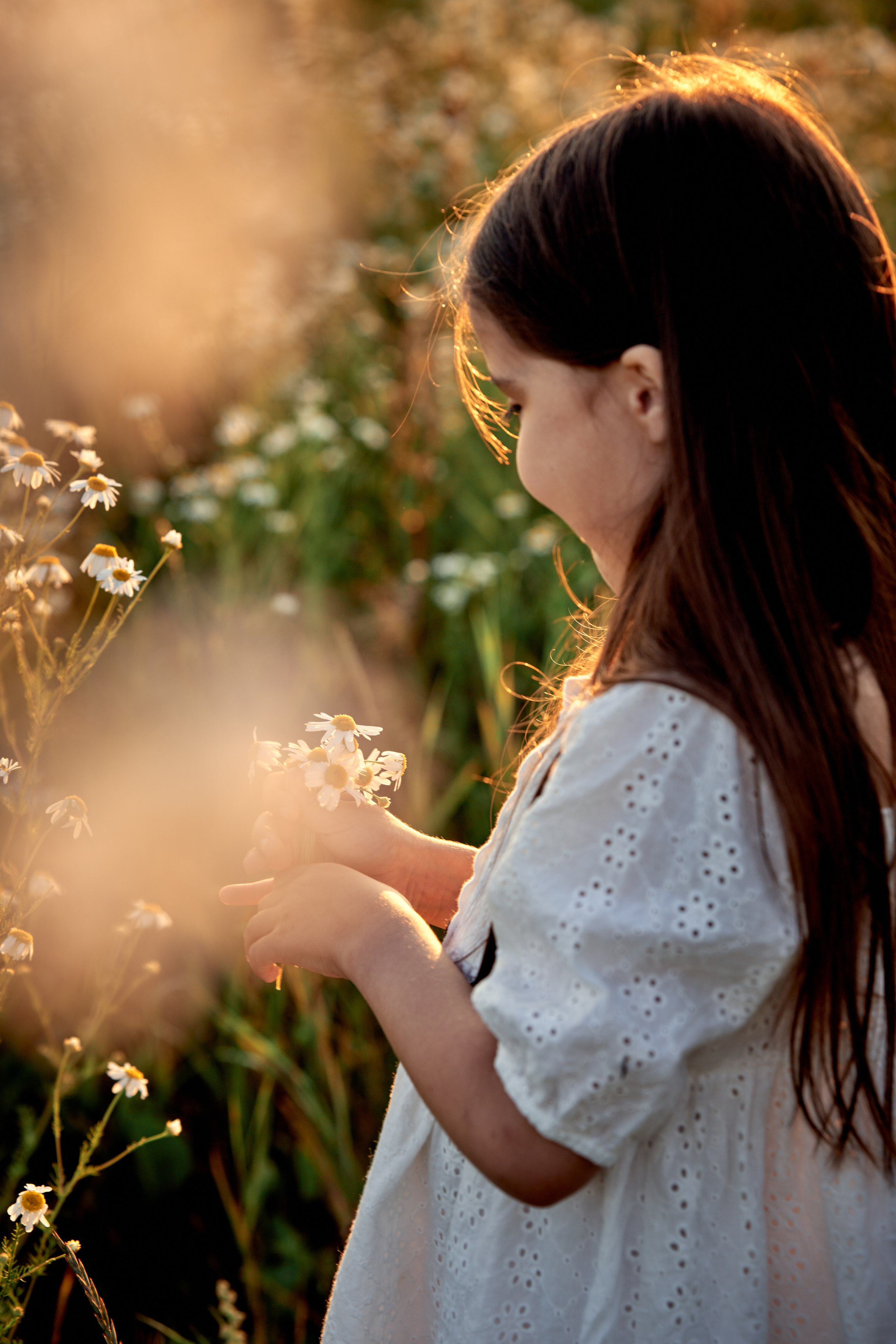 Ромашки. Фотограф в Москве Алина Алексеева