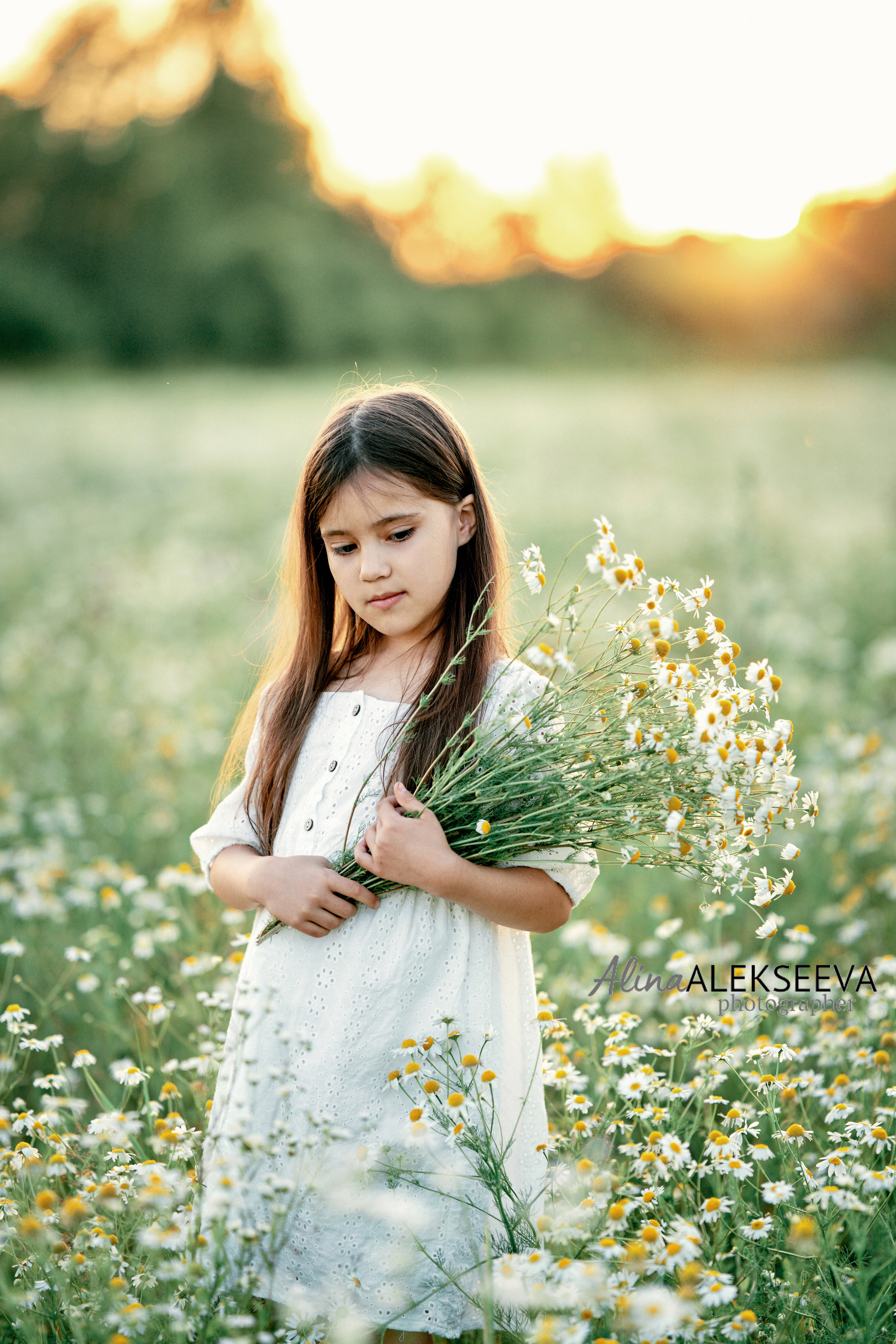Ромашки. Фотограф в Москве Алина Алексеева